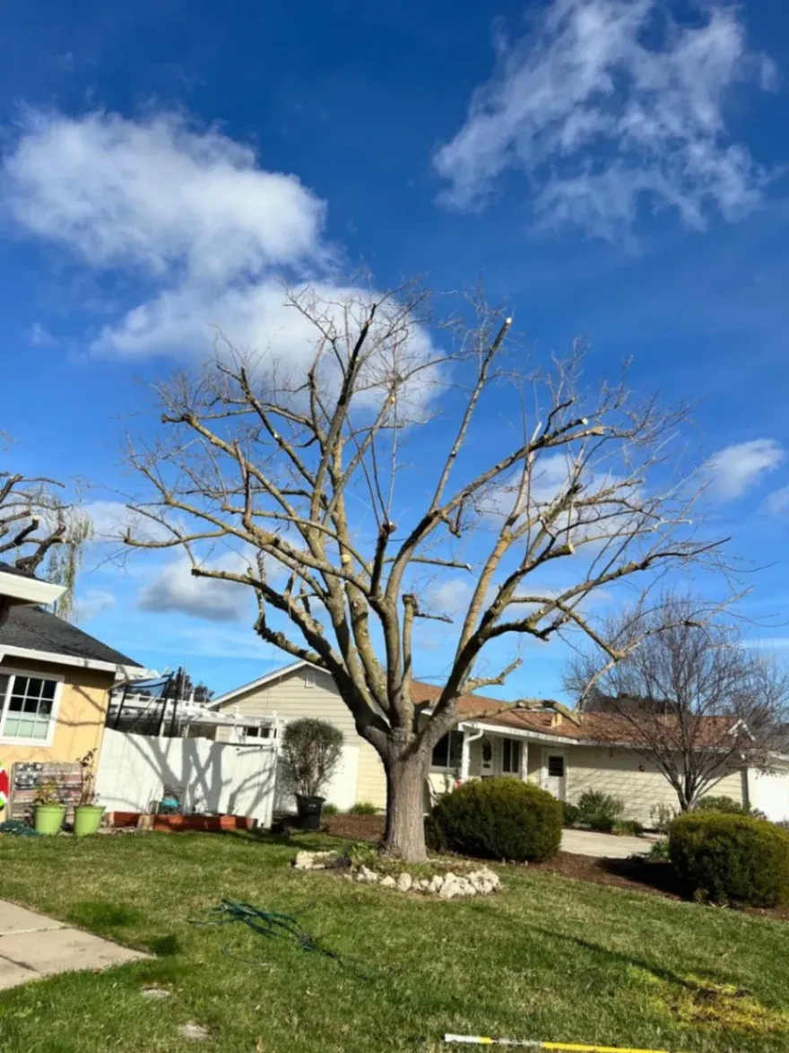 Your property deserves the expert protection of CCL Trees Services. See why 12 years of experience and a "Client-First" focus make us the top tree company in San Joaquin County.