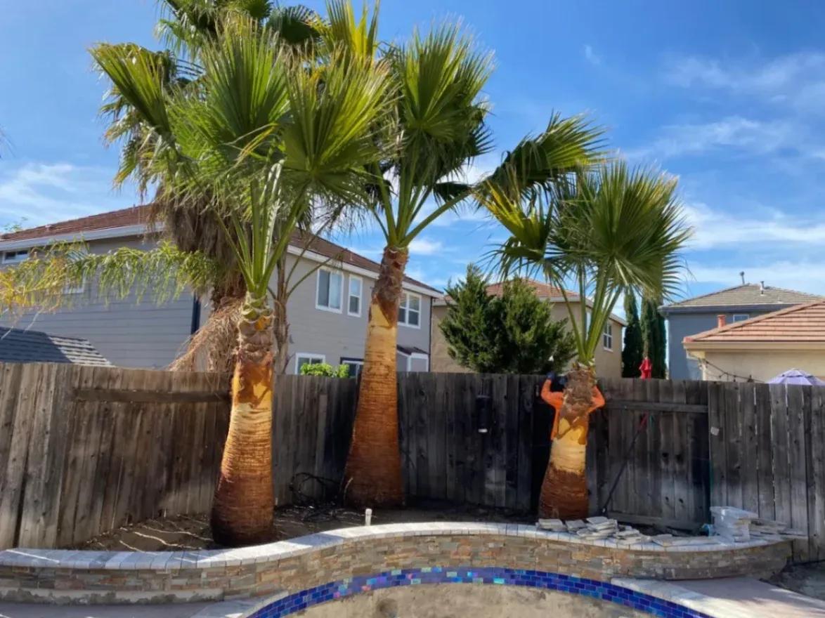 Three tall palm trees rise above a backyard pool and fence in a residential area near Walnut Creek, CA. A tree worker stands beside one of the trunks, showing tree services that help maintain large palms in neighborhood yards.