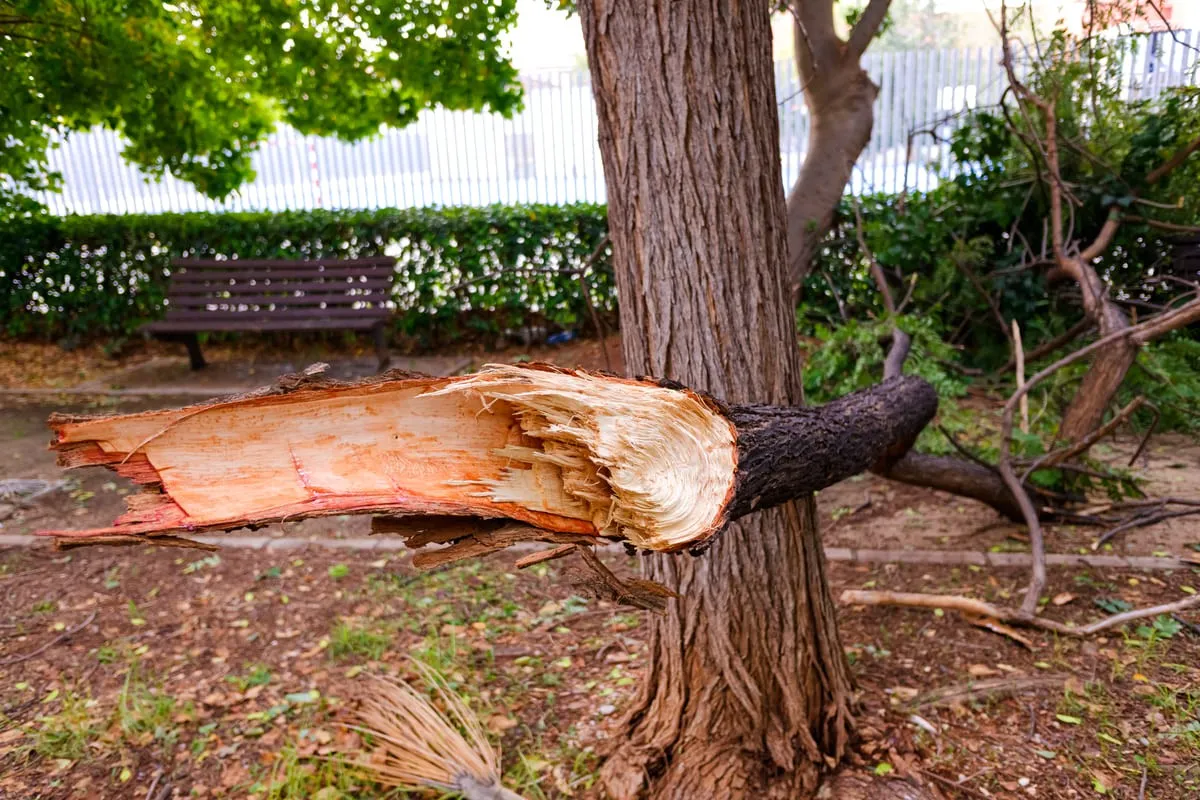 Broken tree limb with splintered wood still attached to the trunk in a landscaped area, showing storm or structural damage that needs emergency tree removal in Walnut Creek, CA.