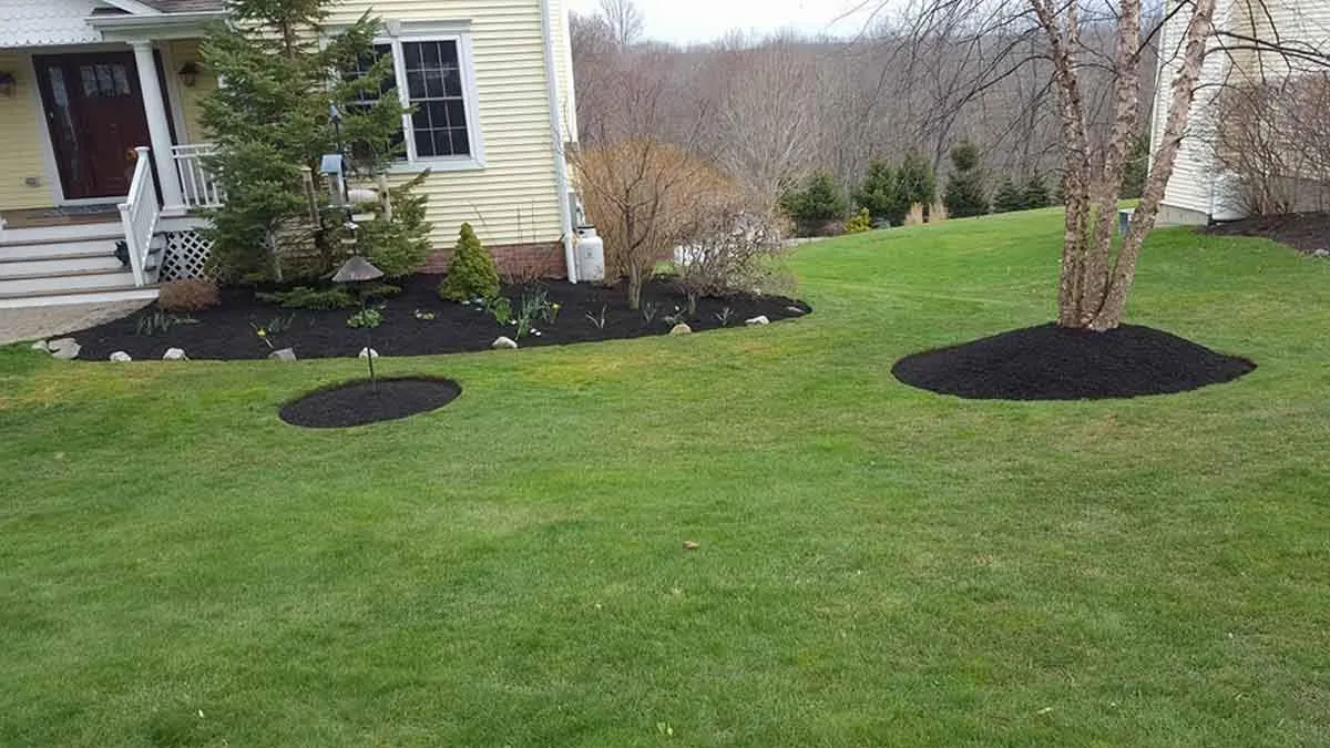 A neatly manicured front yard with circular mulch beds around trees, adding a clean and vibrant look in New Canaan, CT.