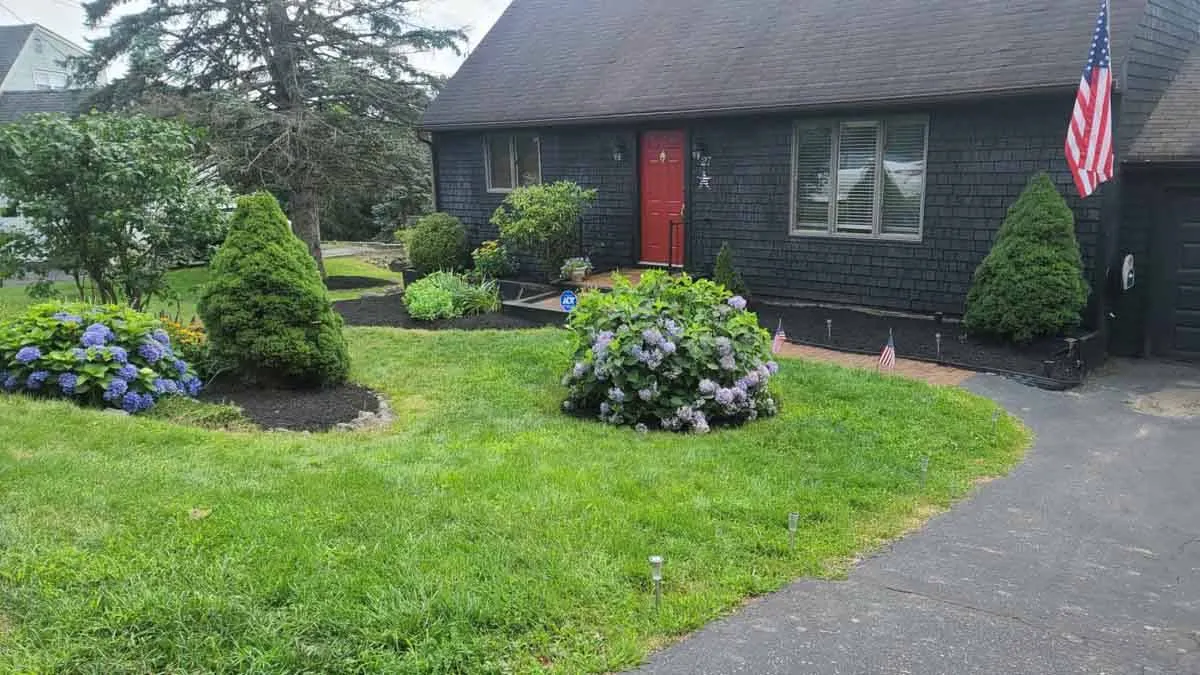 A colorful front yard with vibrant hydrangeas, neatly trimmed shrubs, and fresh mulch beds, creating a welcoming space in New Canaan, CT.
