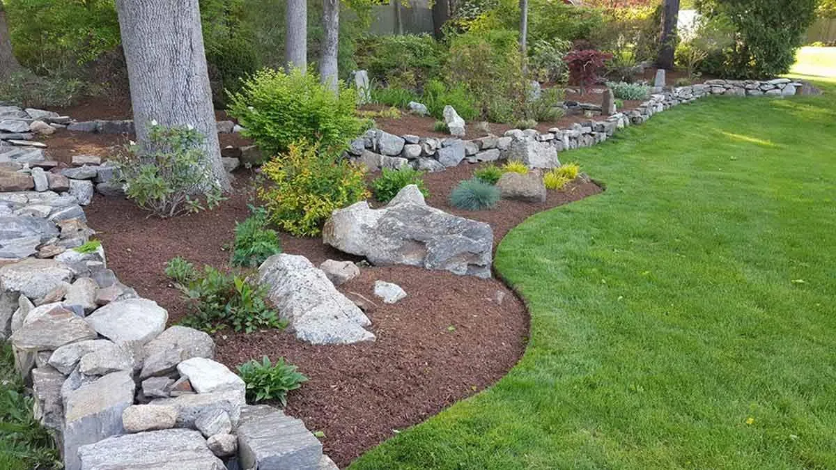 A lush, green lawn surrounds a landscaped garden with a curved mulch bed bordered by natural stone. The design, created by our landscape designers in Ridgefield, CT, incorporates vibrant shrubs and rocks, creating a serene and well-balanced outdoor space.