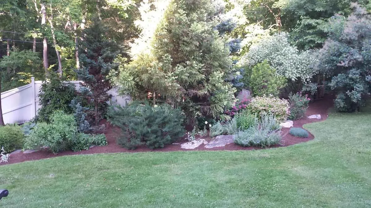 A lush backyard garden with layered shrubs, flowering plants, and natural stone accents along a curved mulch bed, designed by our landscapers in Fairfield, CT.