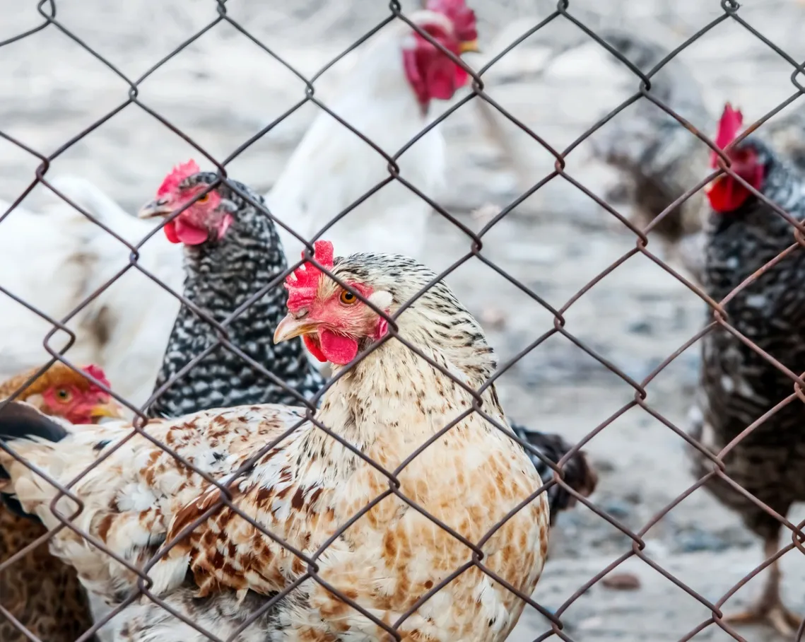 Chain Link Fences Are Ideal for Poultry Farm Fences