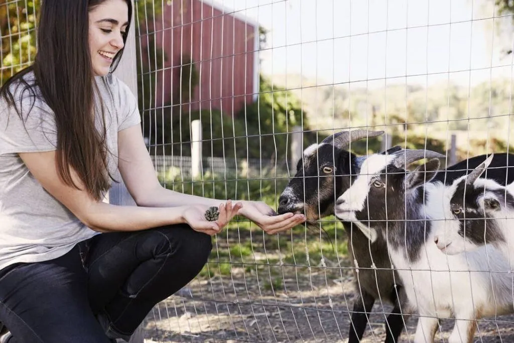 Best Sheep and Goat Fence