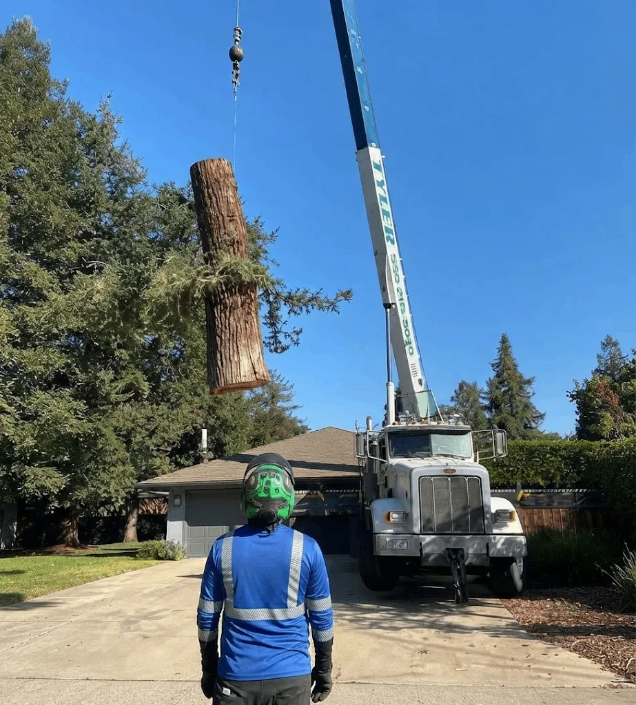 Heavy Equipment Tree Removal Service for Large Properties