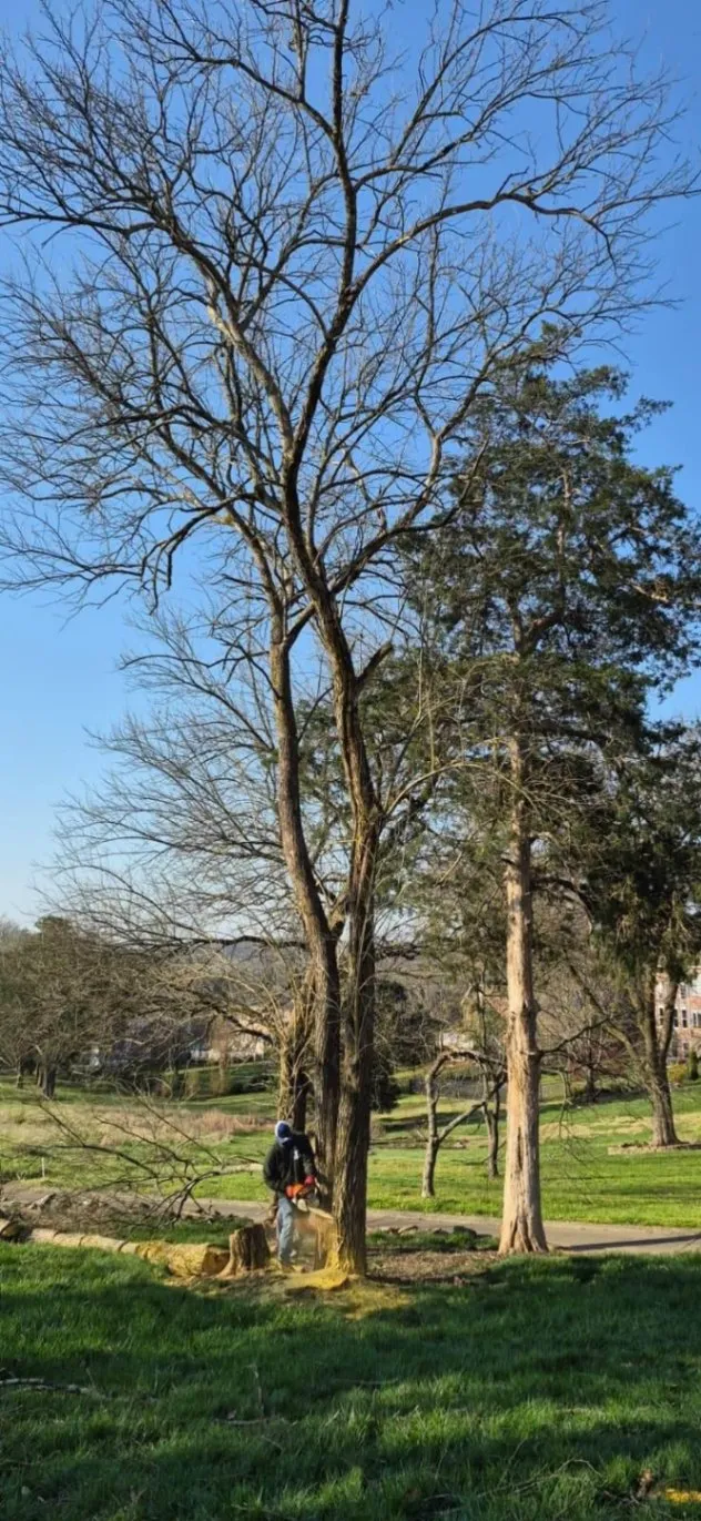 Elevate Your Landscape with Care-2