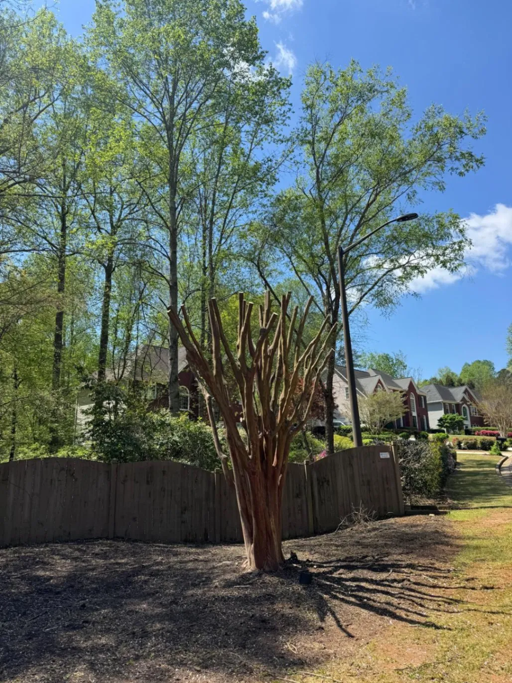 Tree Trim background
