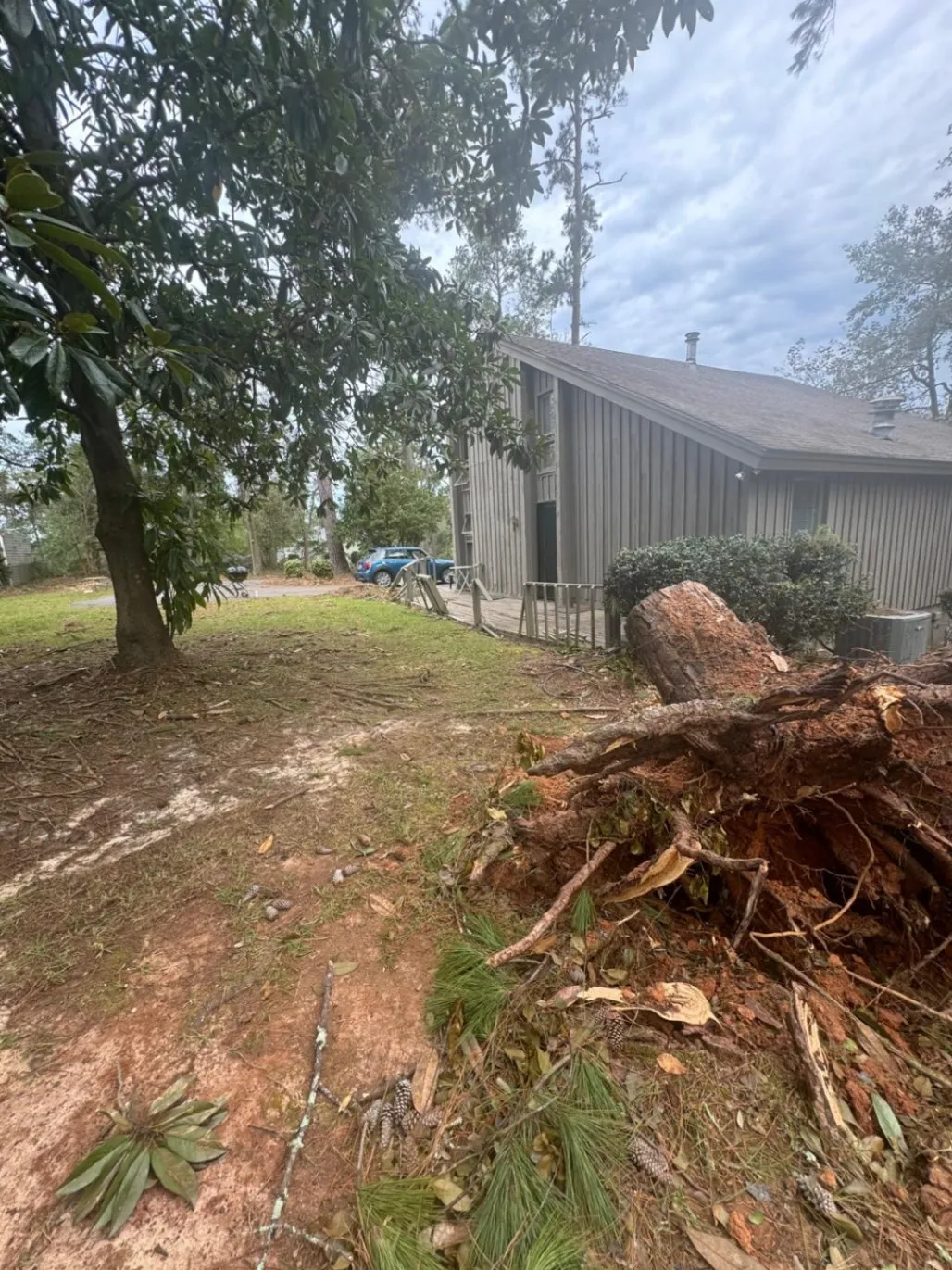 Tree Removal background