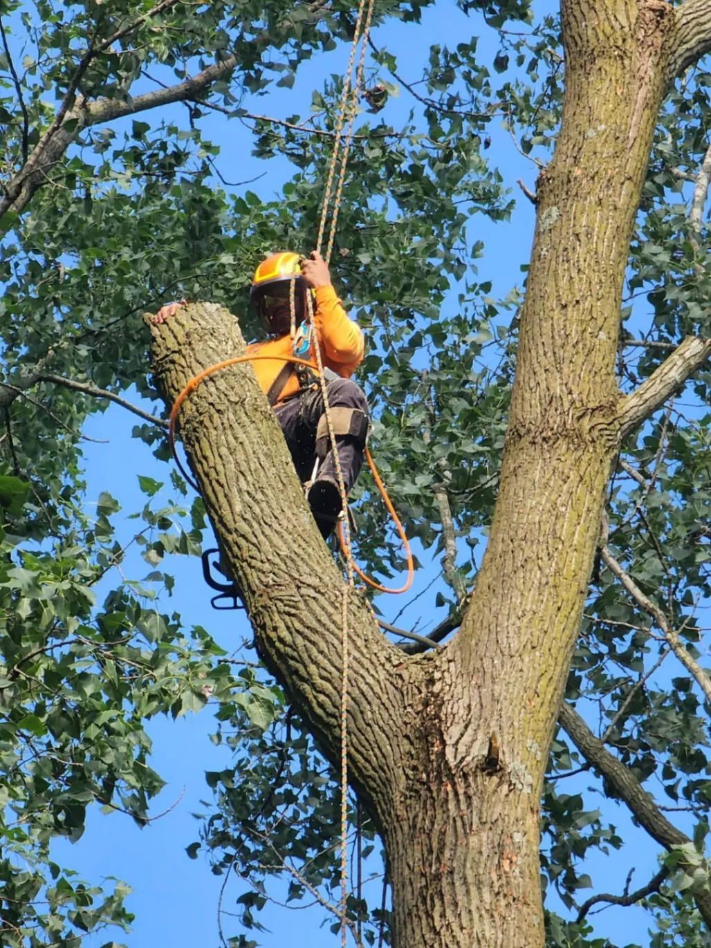 Tree Removal