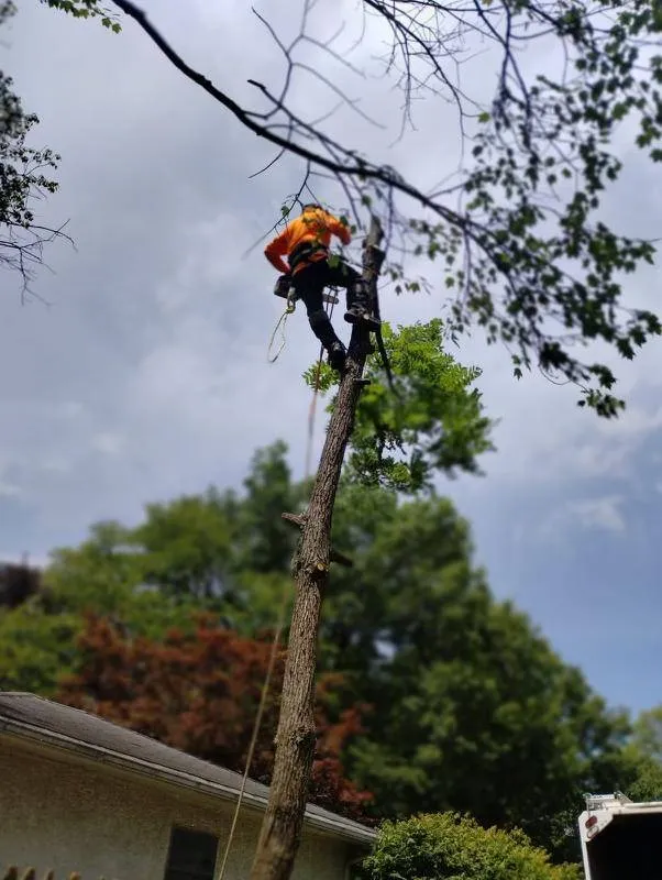 Tree Trimming