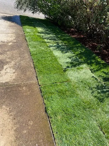 Transforming your outdoor space, one root at a time. - image 1