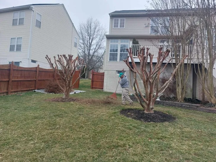 Tree Trimming & Pruning background