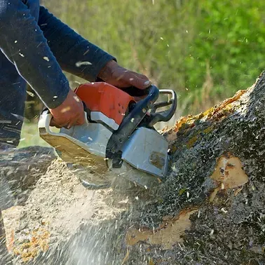Tree Removal background