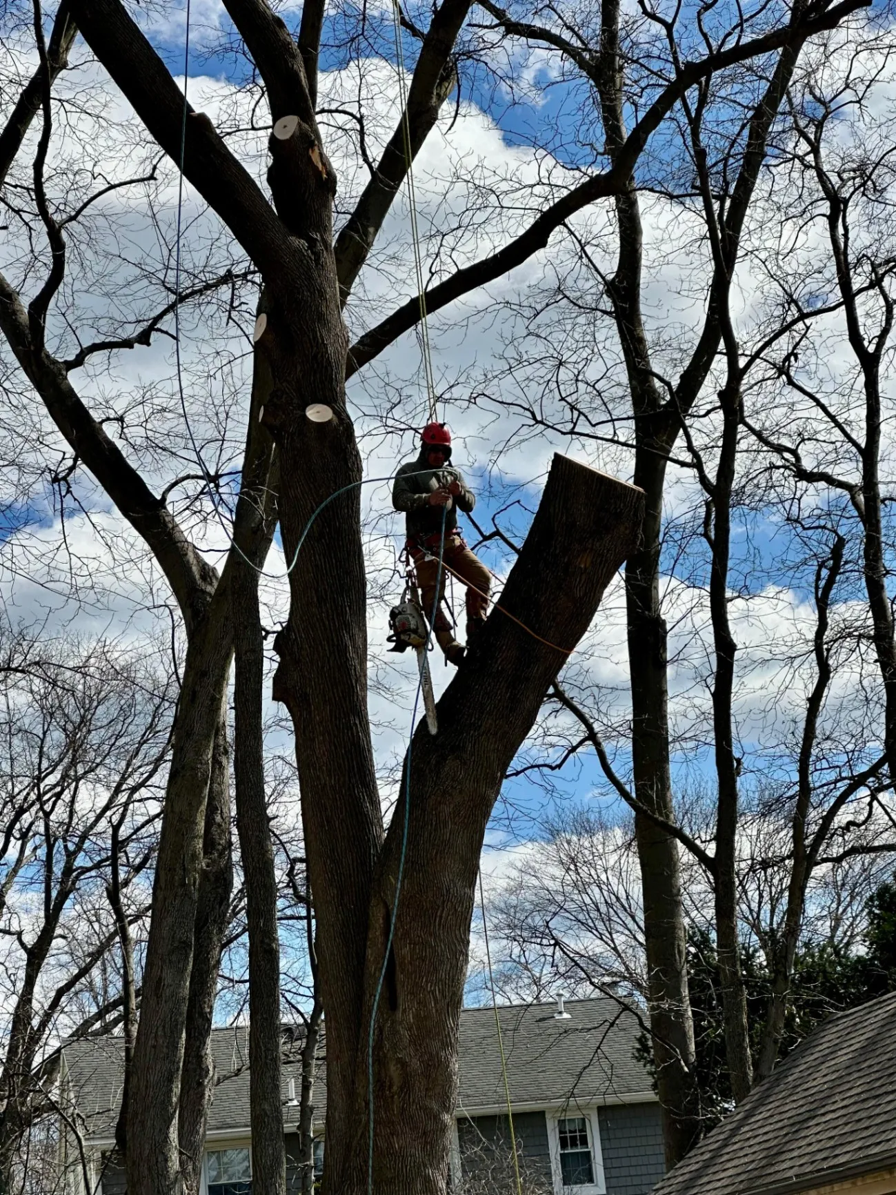 E. Sanchez Tree services LLC background