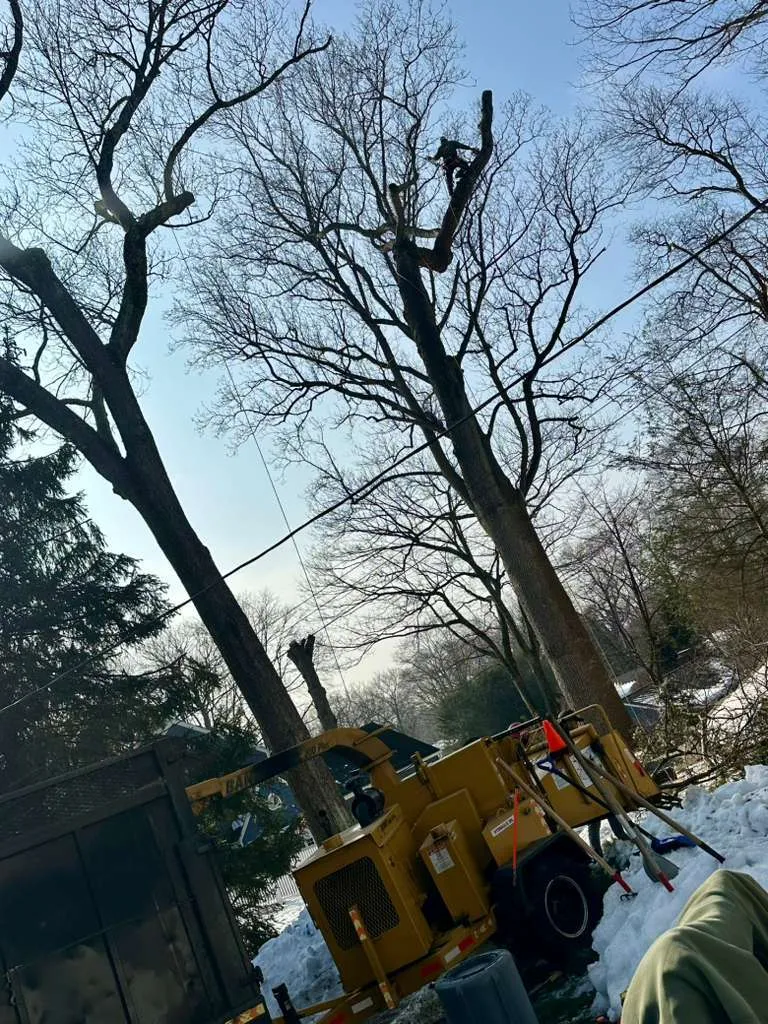 E. Sanchez Tree services LLC work 1