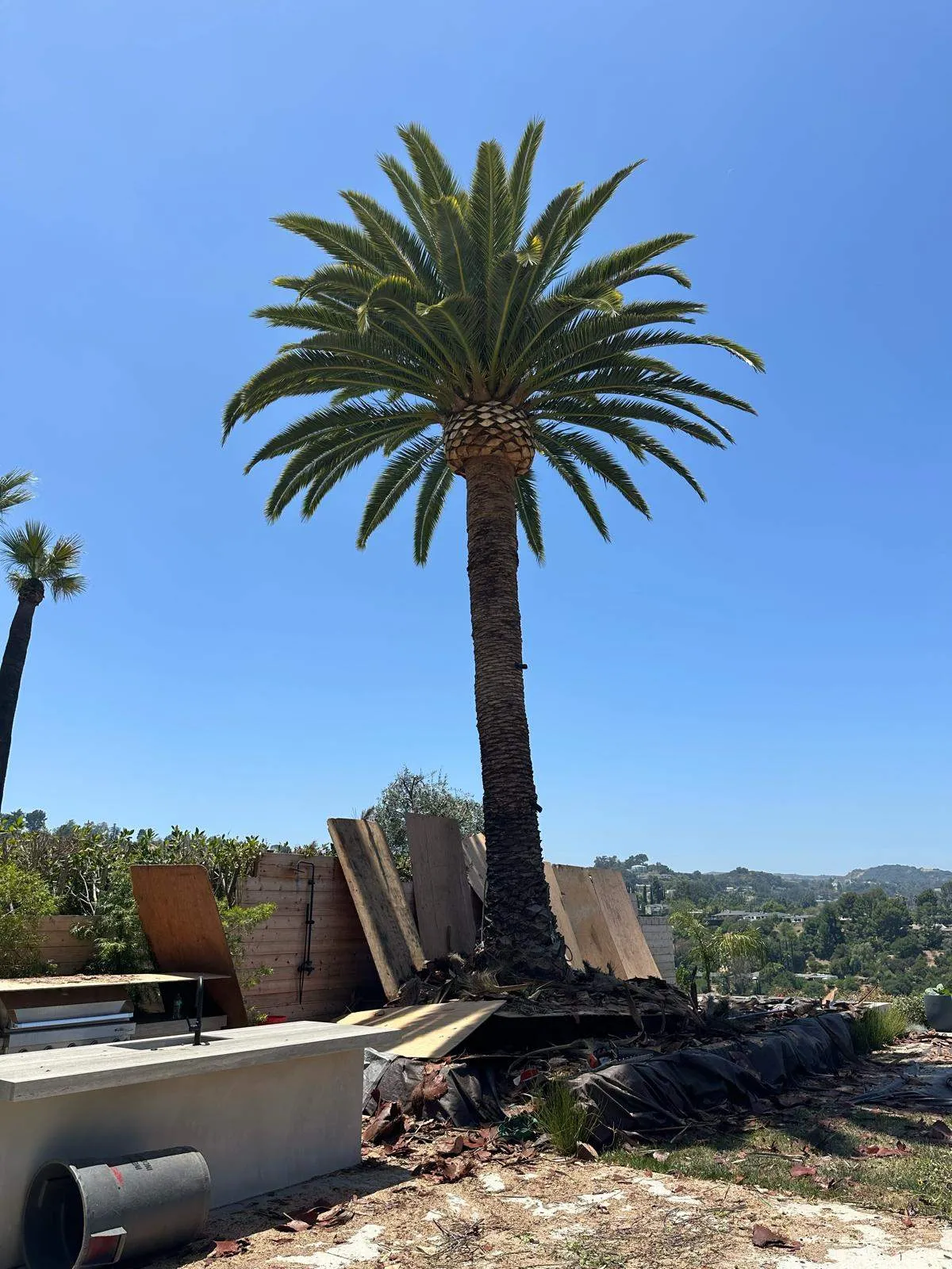 California Green Tree Care Inc. gallery 9