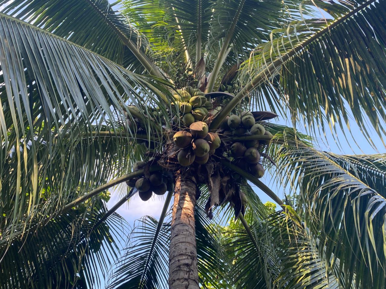 Terreno en venta: Isla productiva de 4 hectarias en medio del rio huallaga - Pilluana