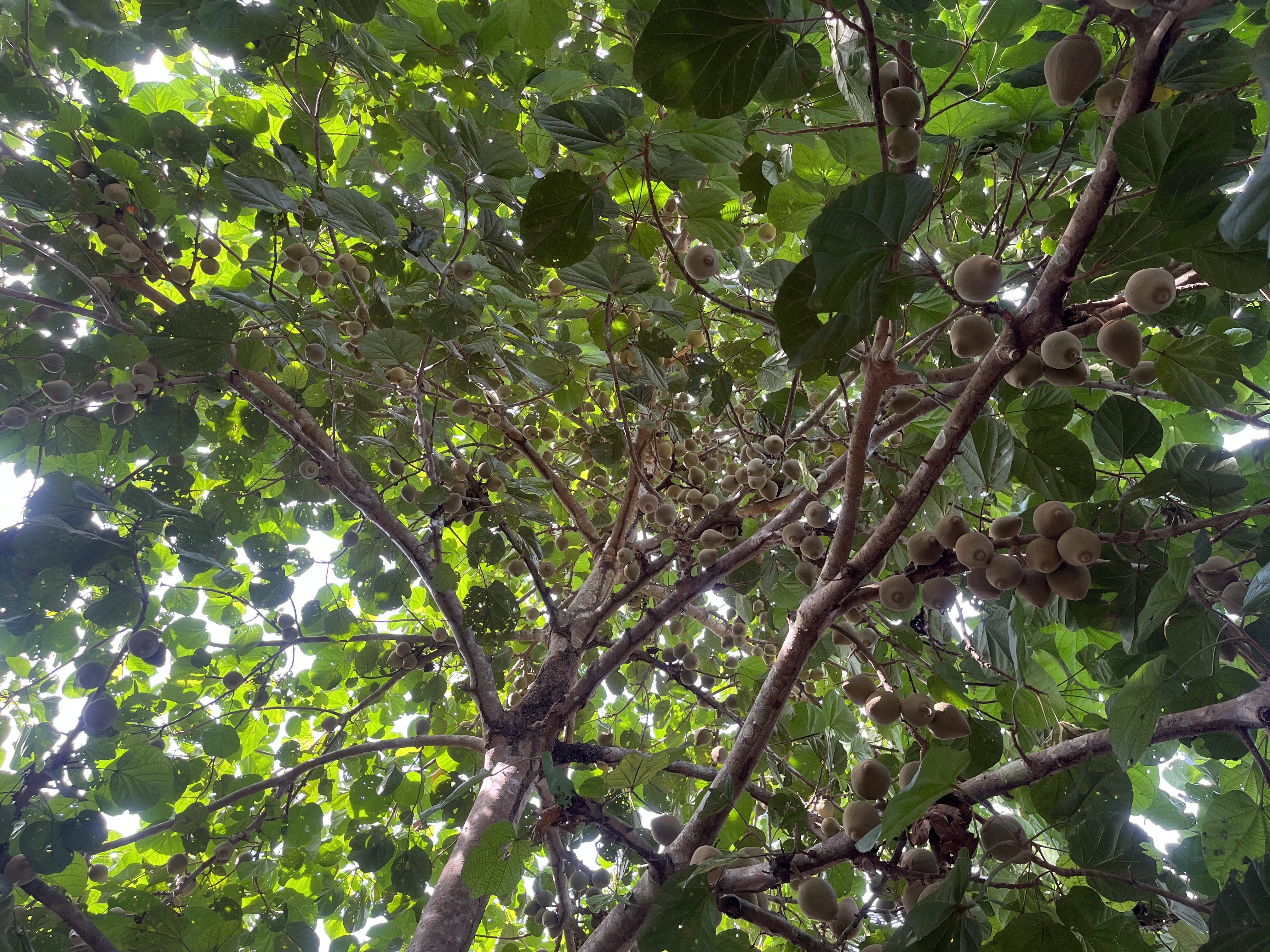 Isla productiva de 4 hectarias en medio del rio huallaga - Imagen 2