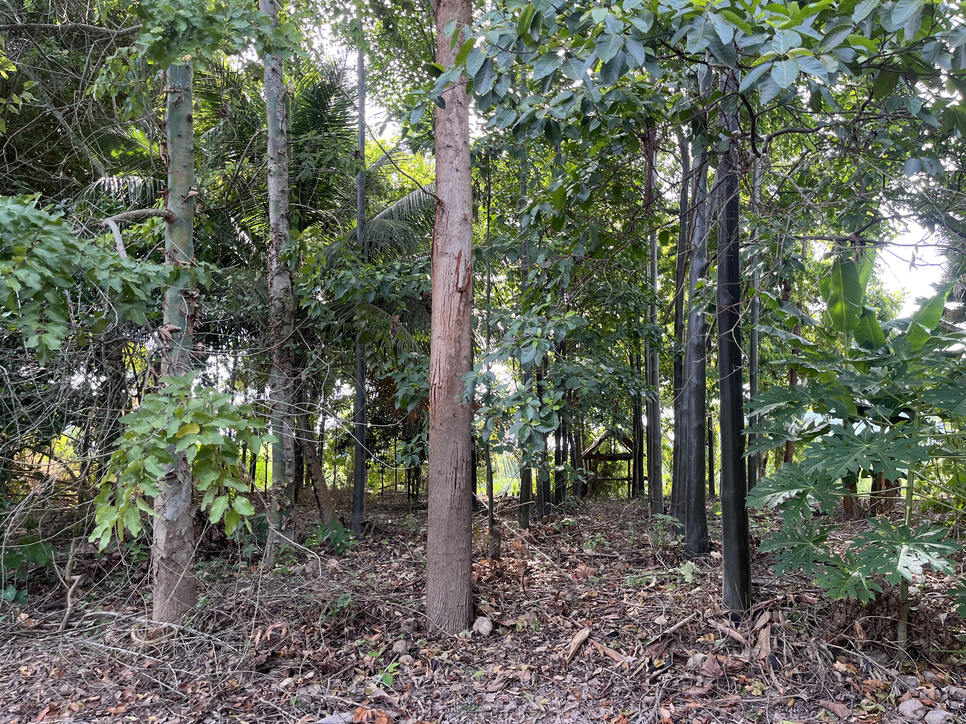 Isla productiva de 4 hectarias en medio del rio huallaga - Imagen 3