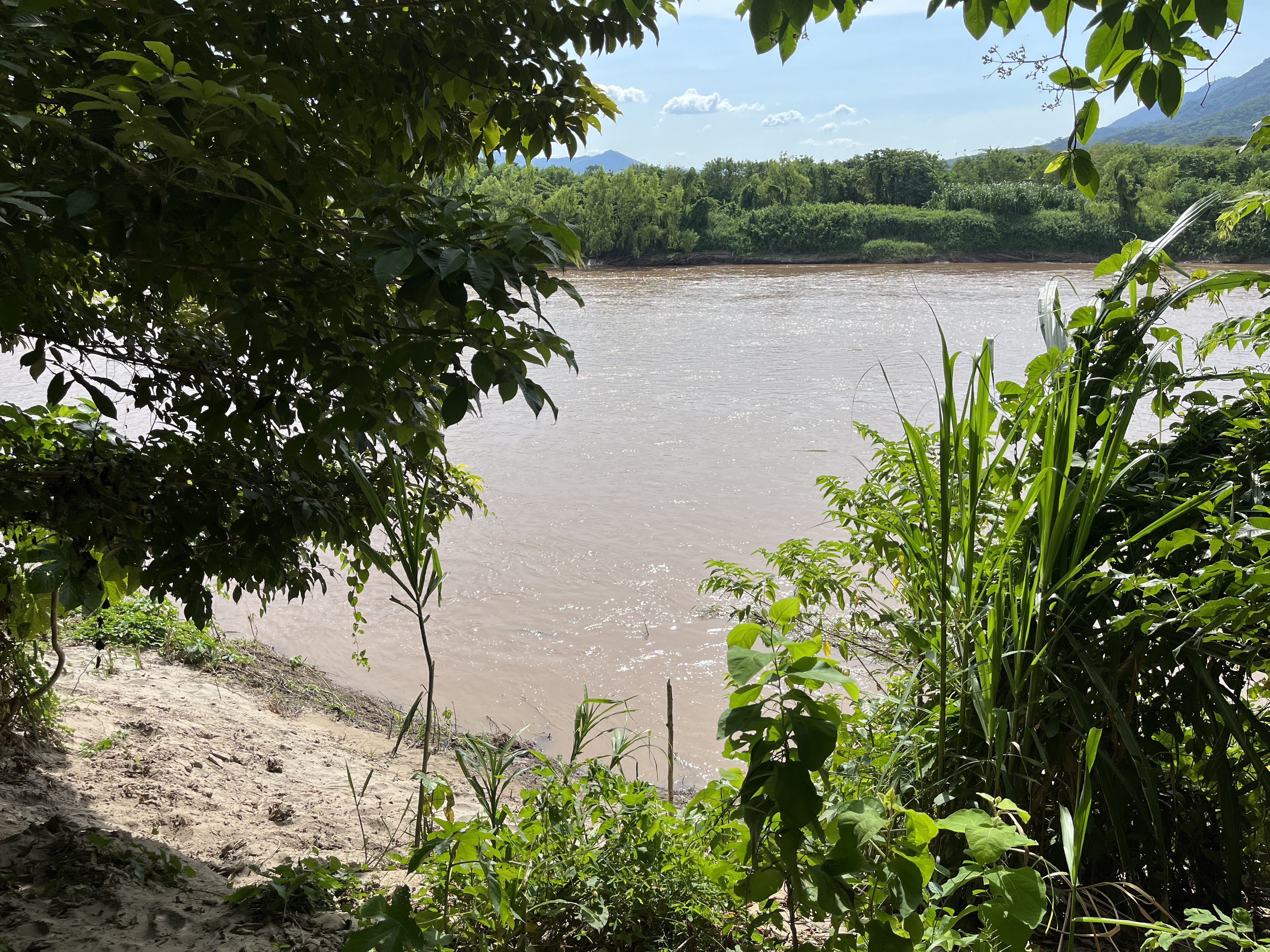 Isla productiva de 4 hectarias en medio del rio huallaga - Imagen 4