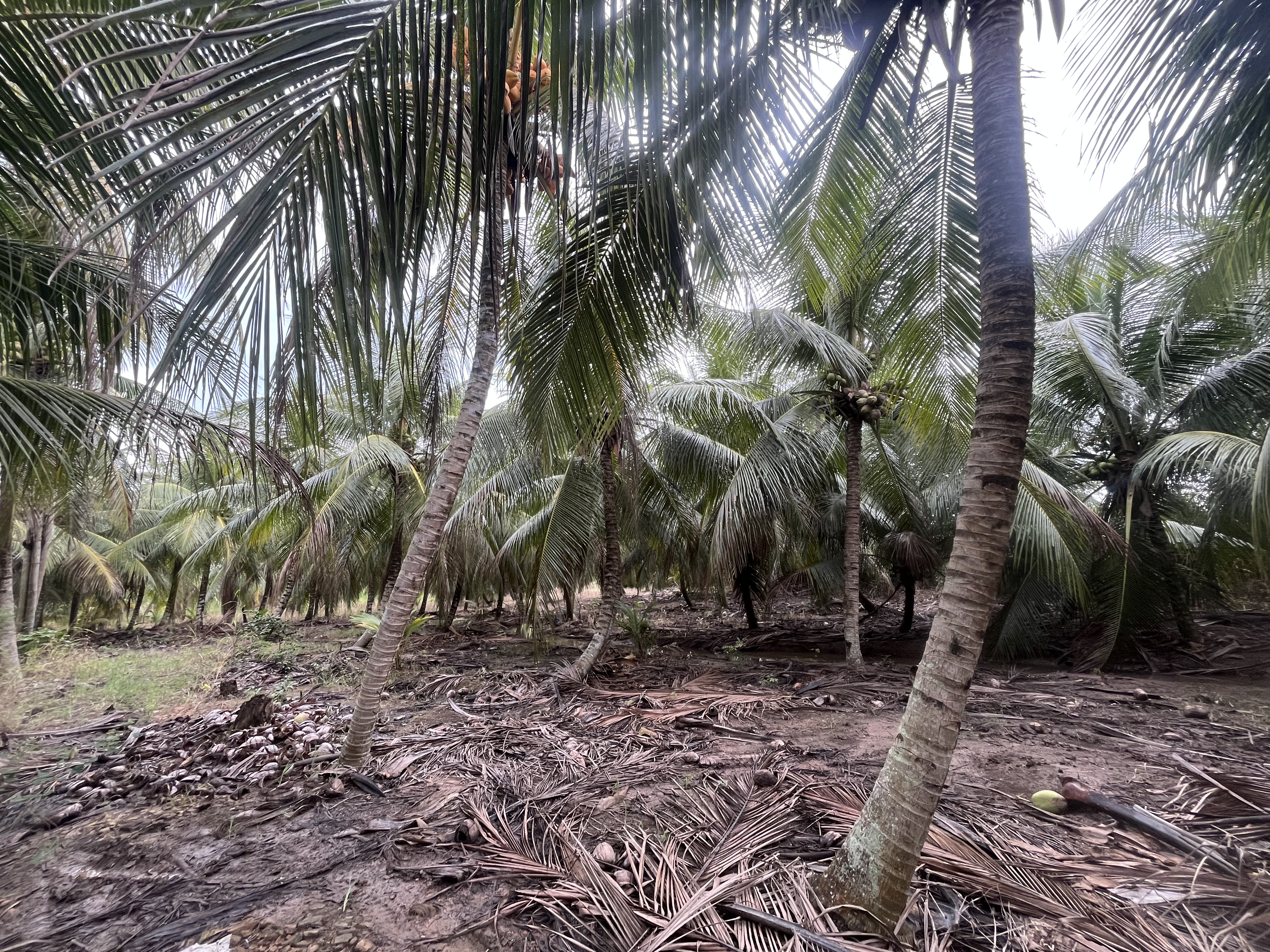 Terreno en venta: 3 hectáreas de cocoteral en producción  - Morales