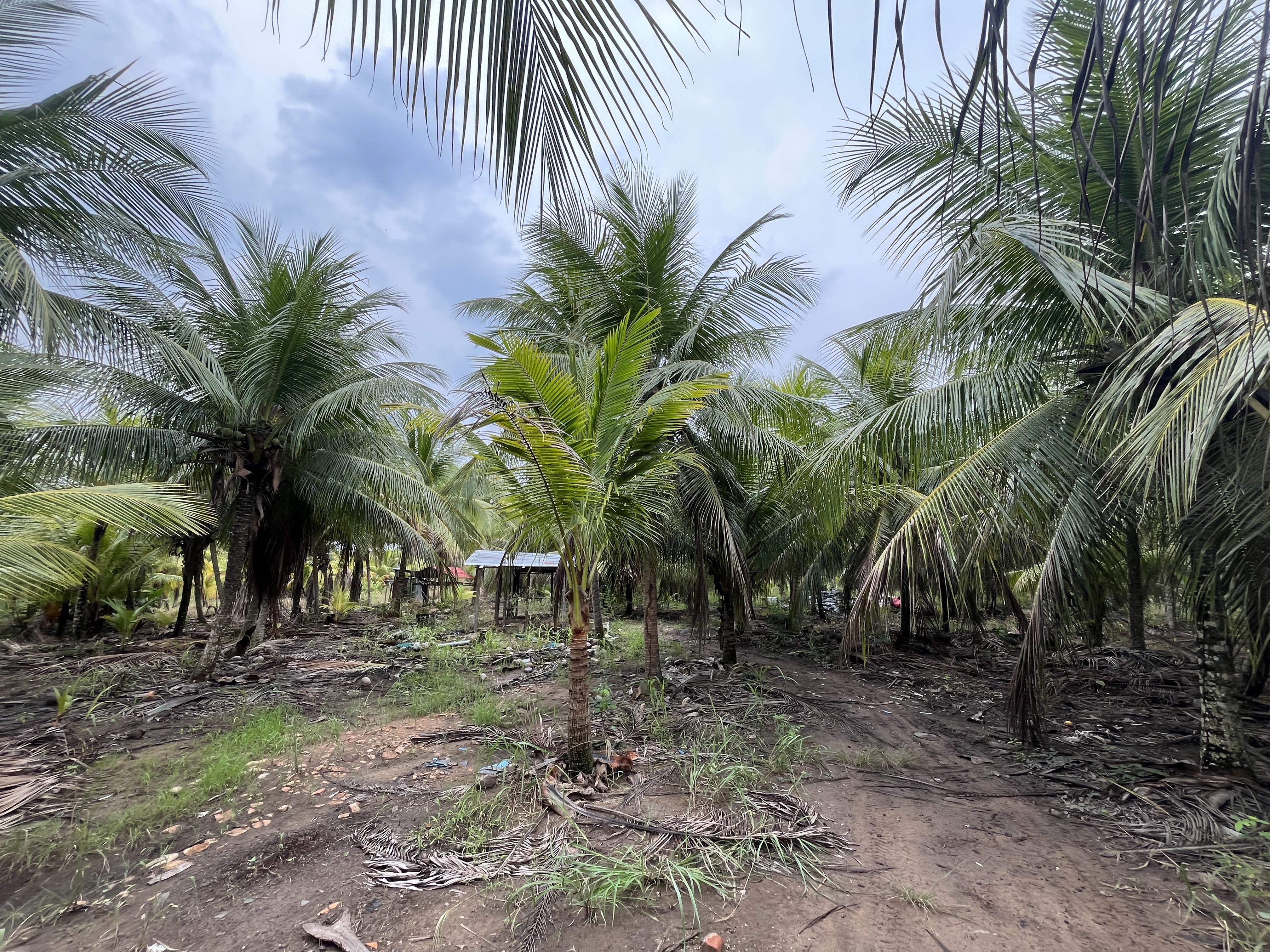 3 hectáreas de cocoteral en producción - Imagen 6