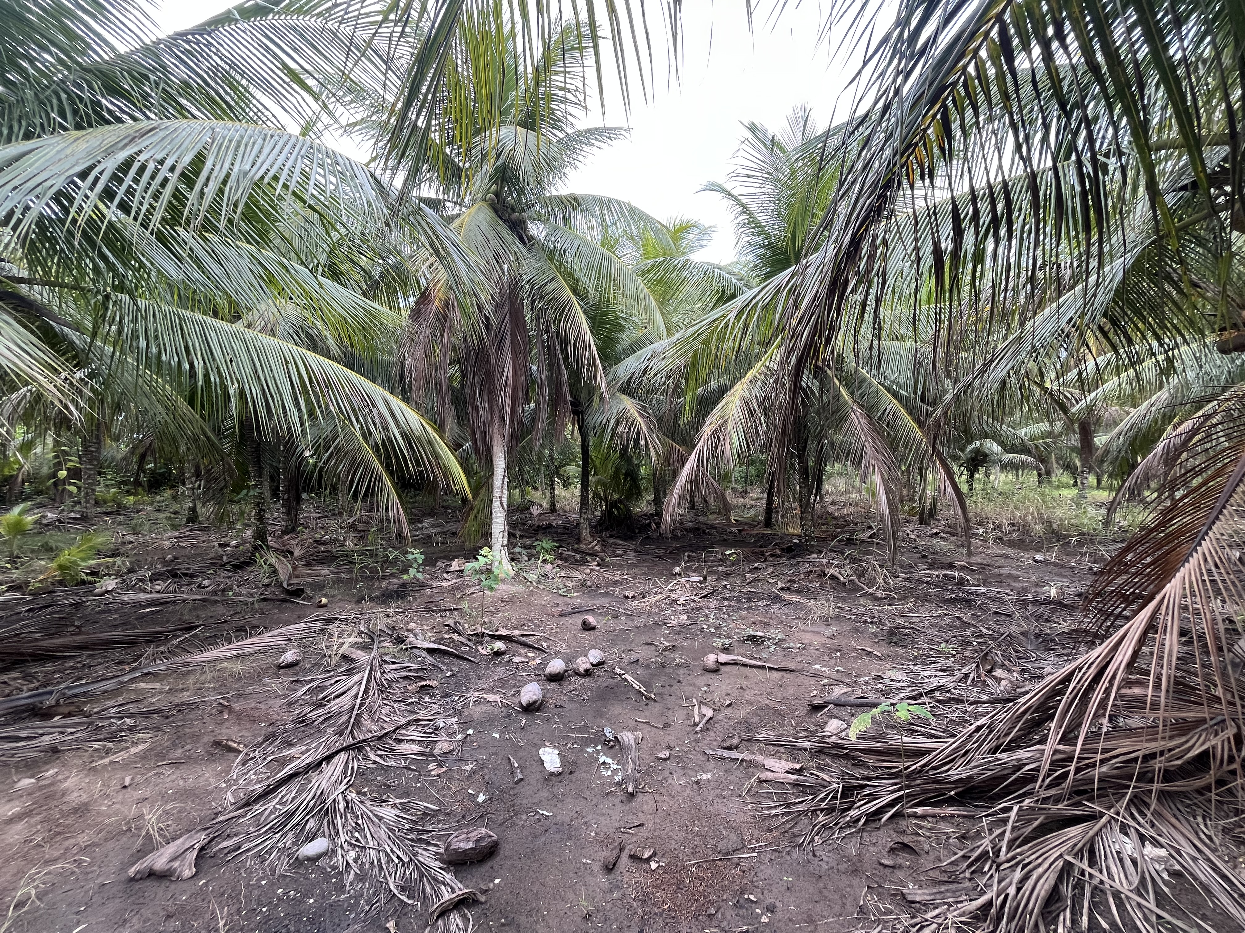 3 hectáreas de cocoteral en producción - Imagen 4