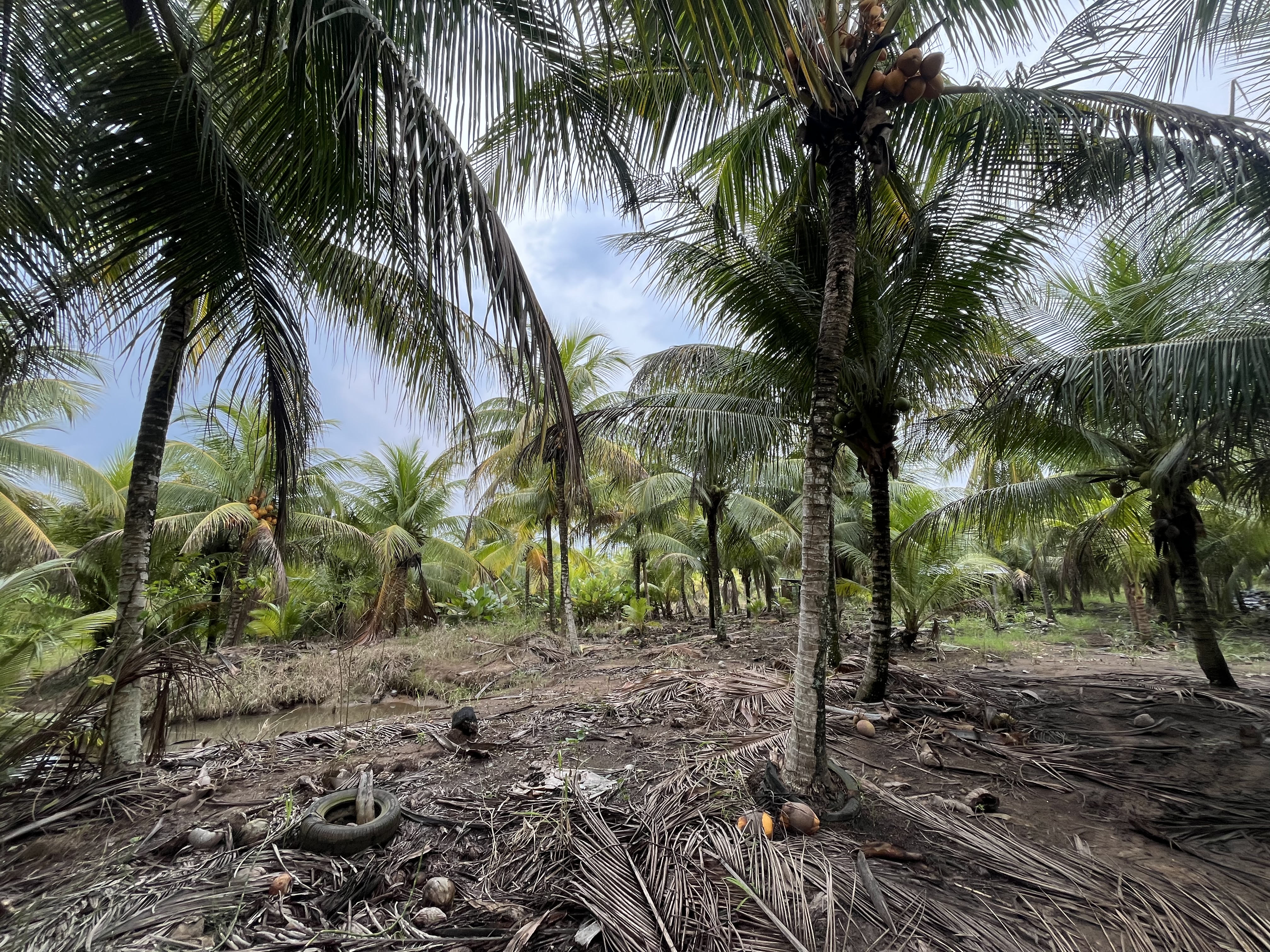 3 hectáreas de cocoteral en producción - Imagen 3