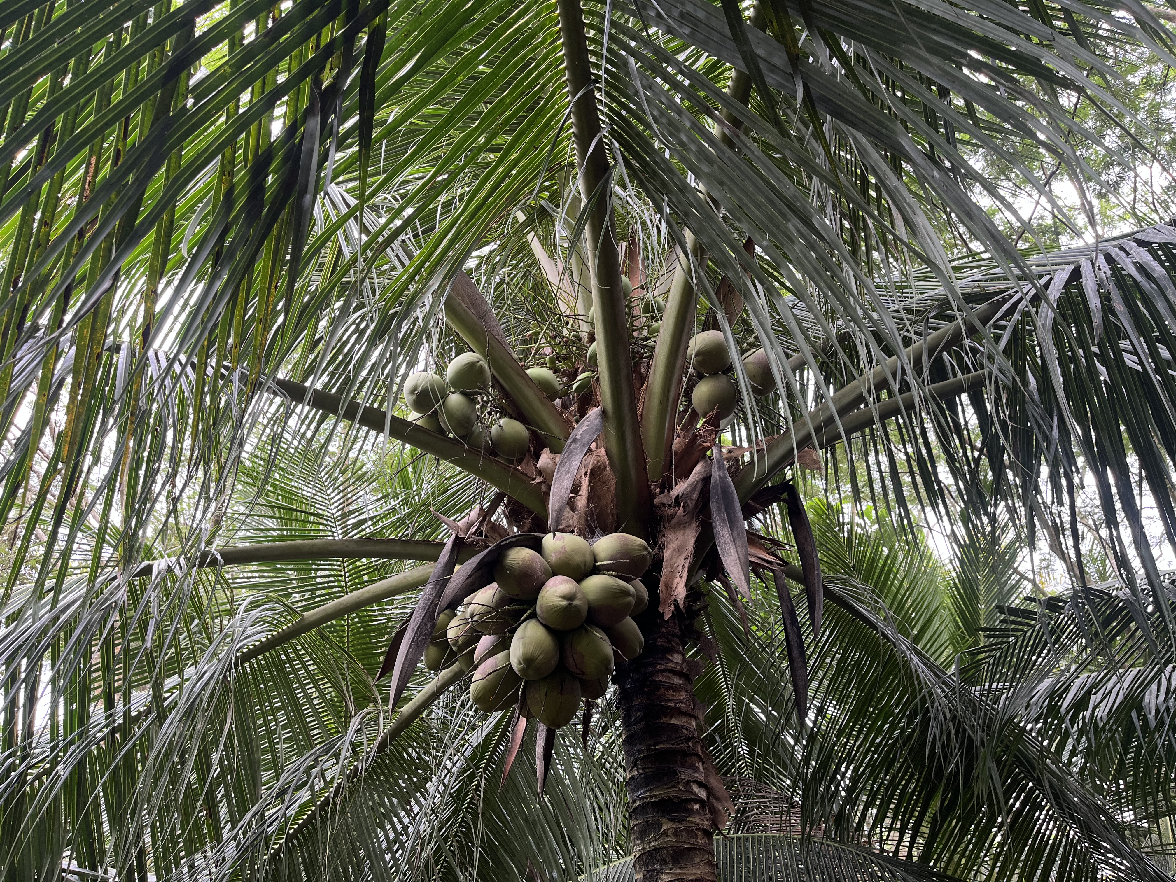 3 hectáreas de cocoteral en producción - Imagen 2