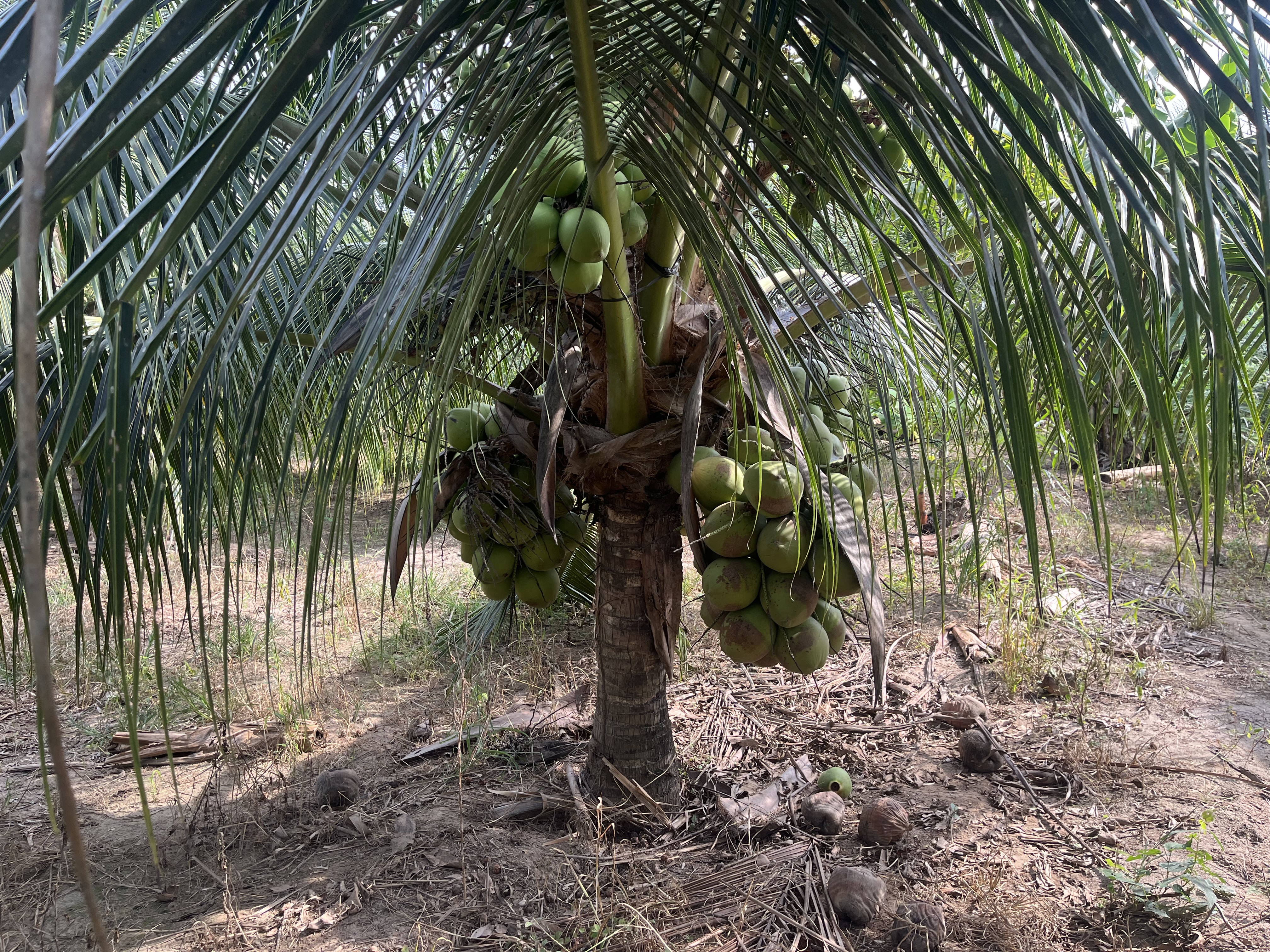 Cocoteral   - Imagen 6