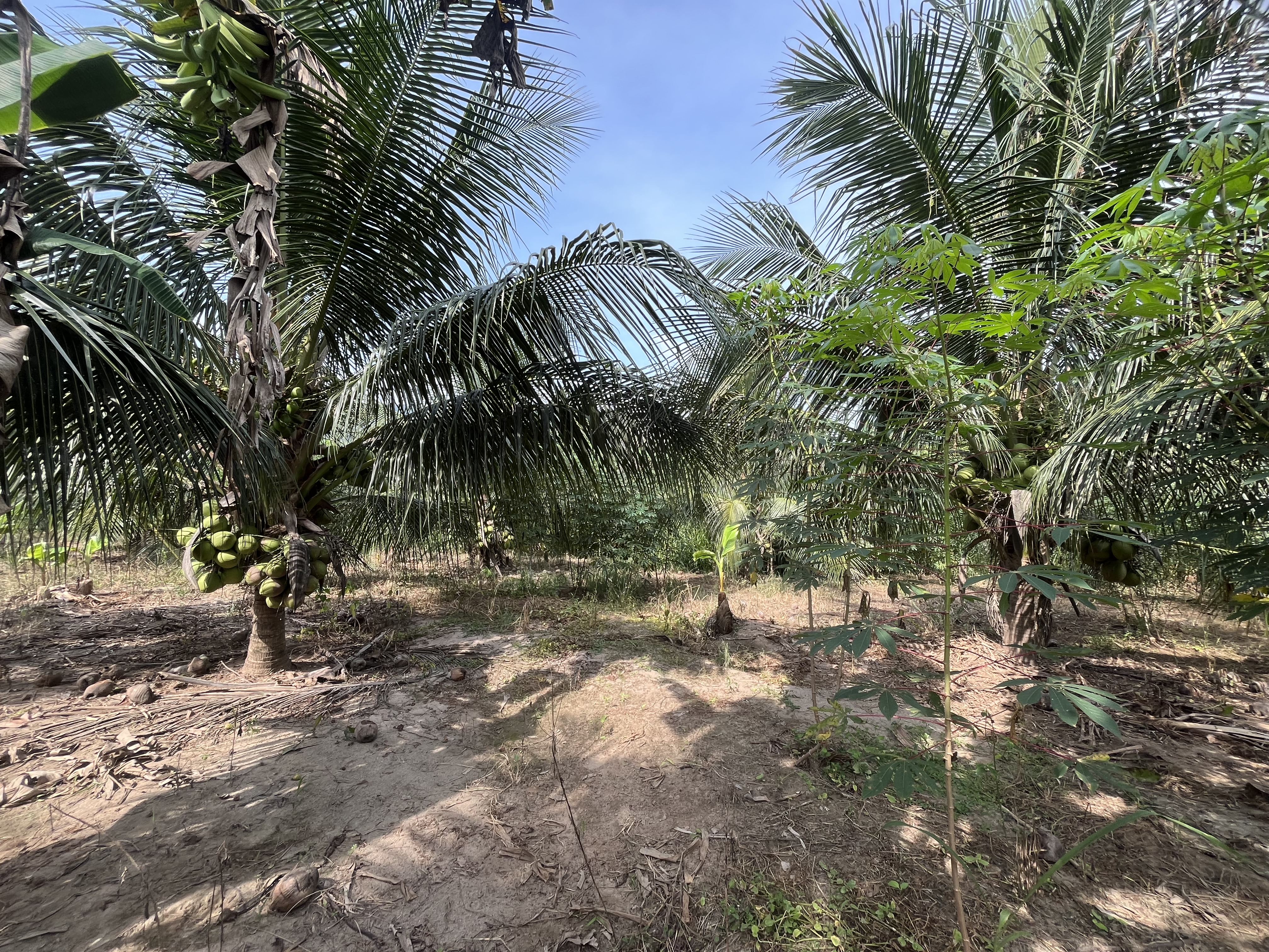 Cocoteral   - Imagen 5