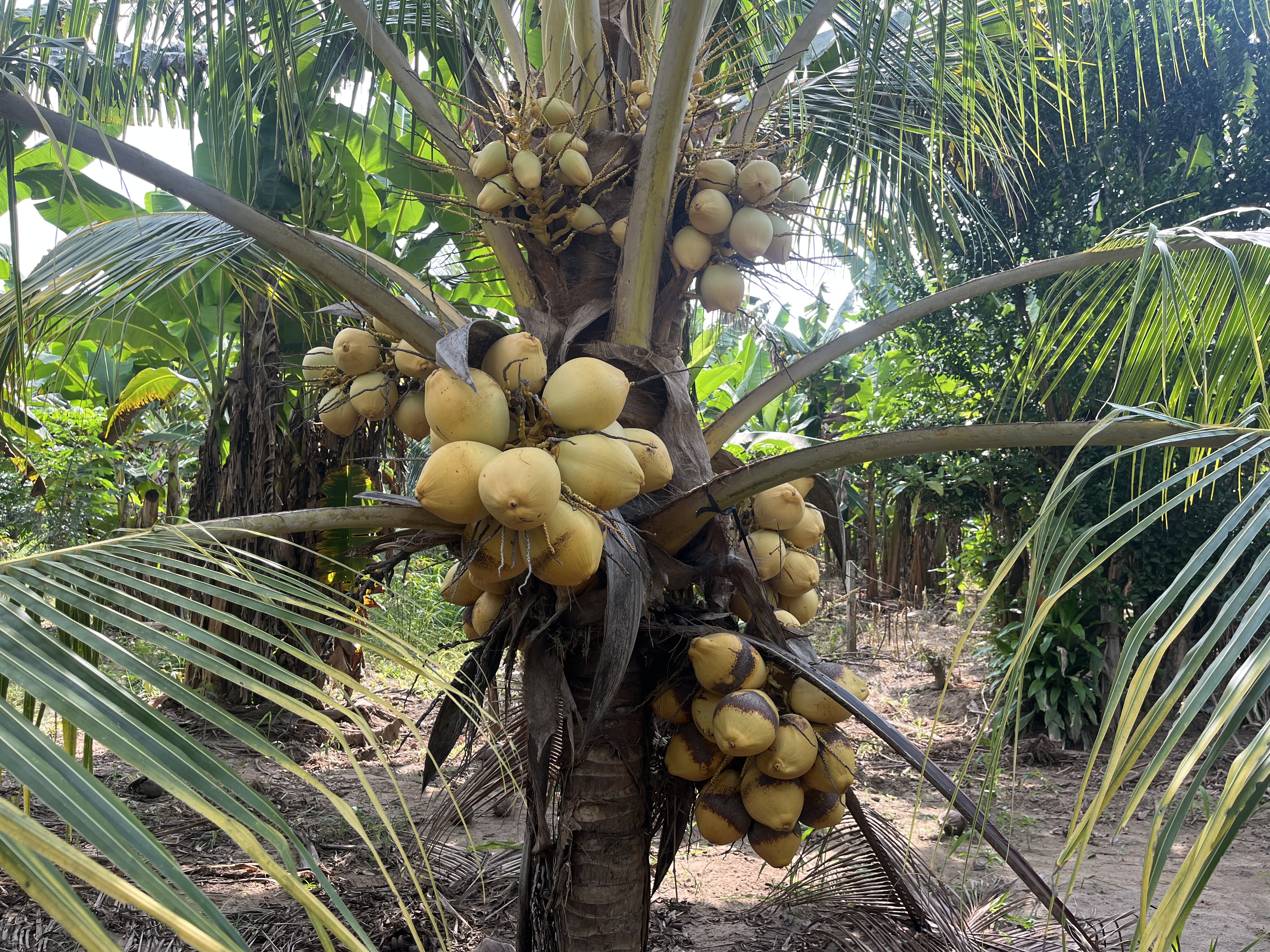 Cocoteral   - Imagen 3