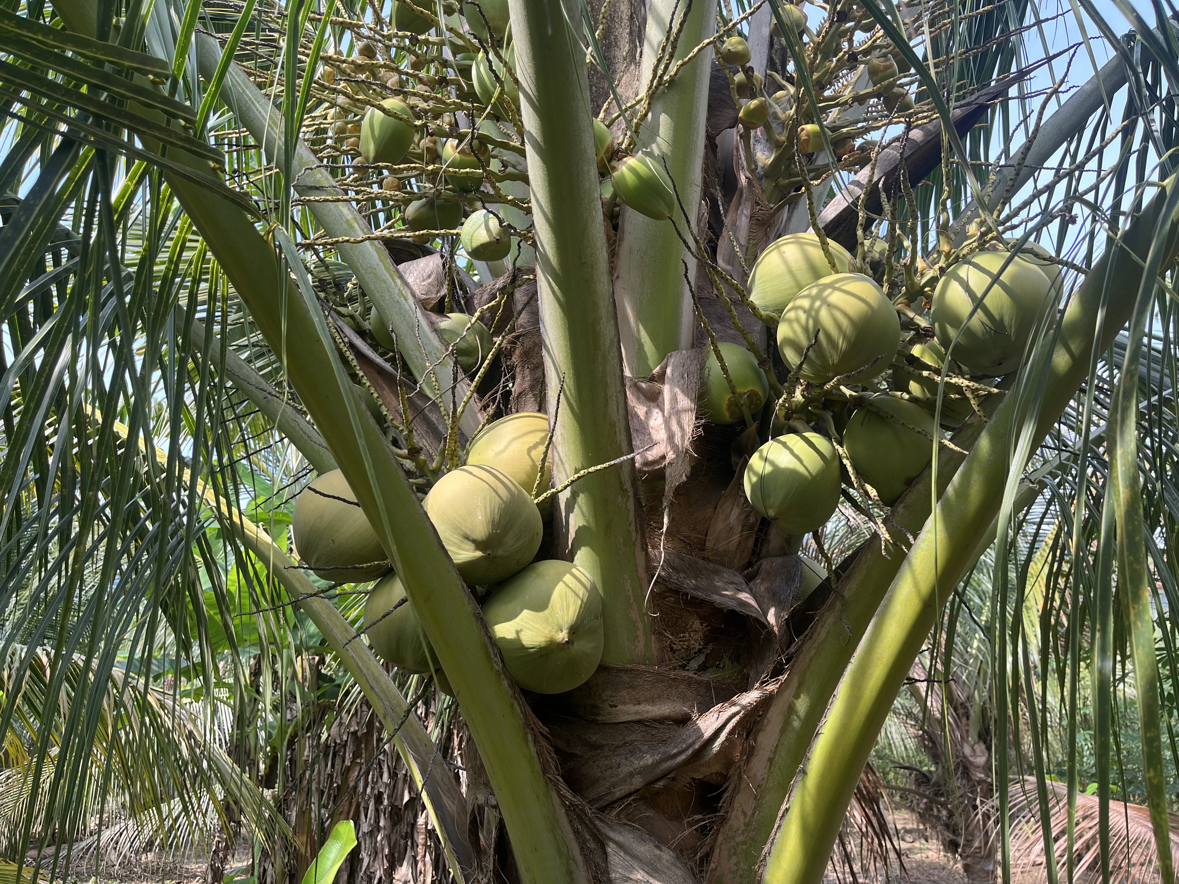 Cocoteral   - Imagen 4