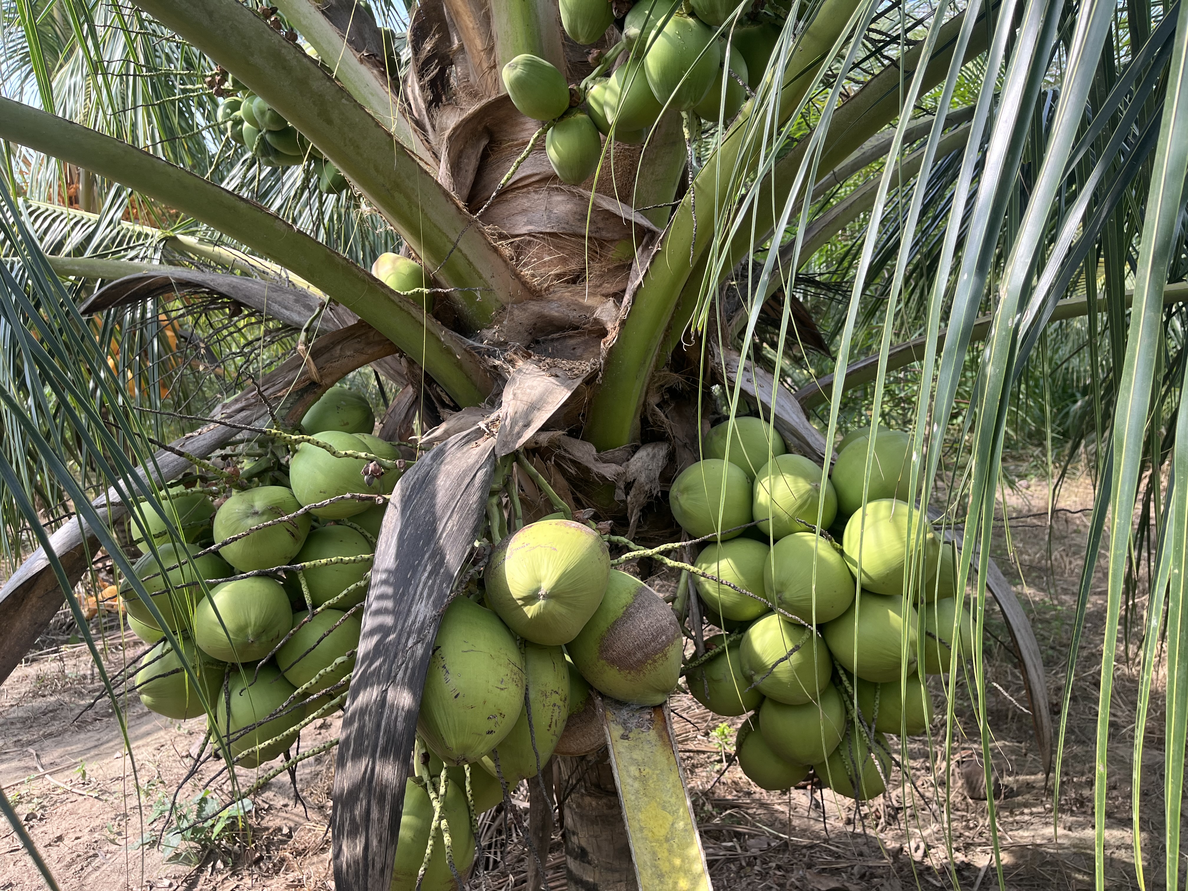 Terreno en venta: Cocoteral   - Pilluana