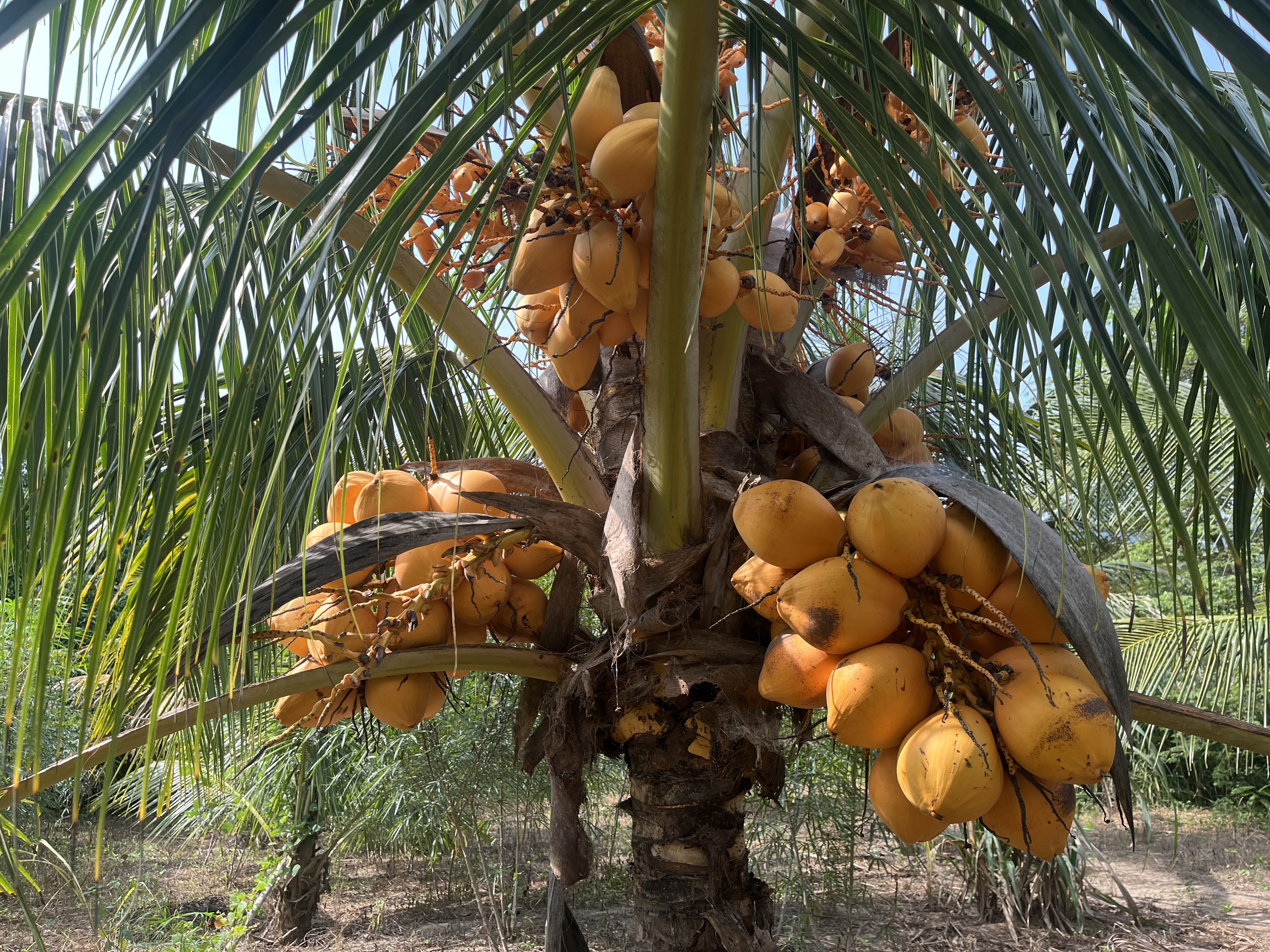 Cocoteral   - Imagen 2