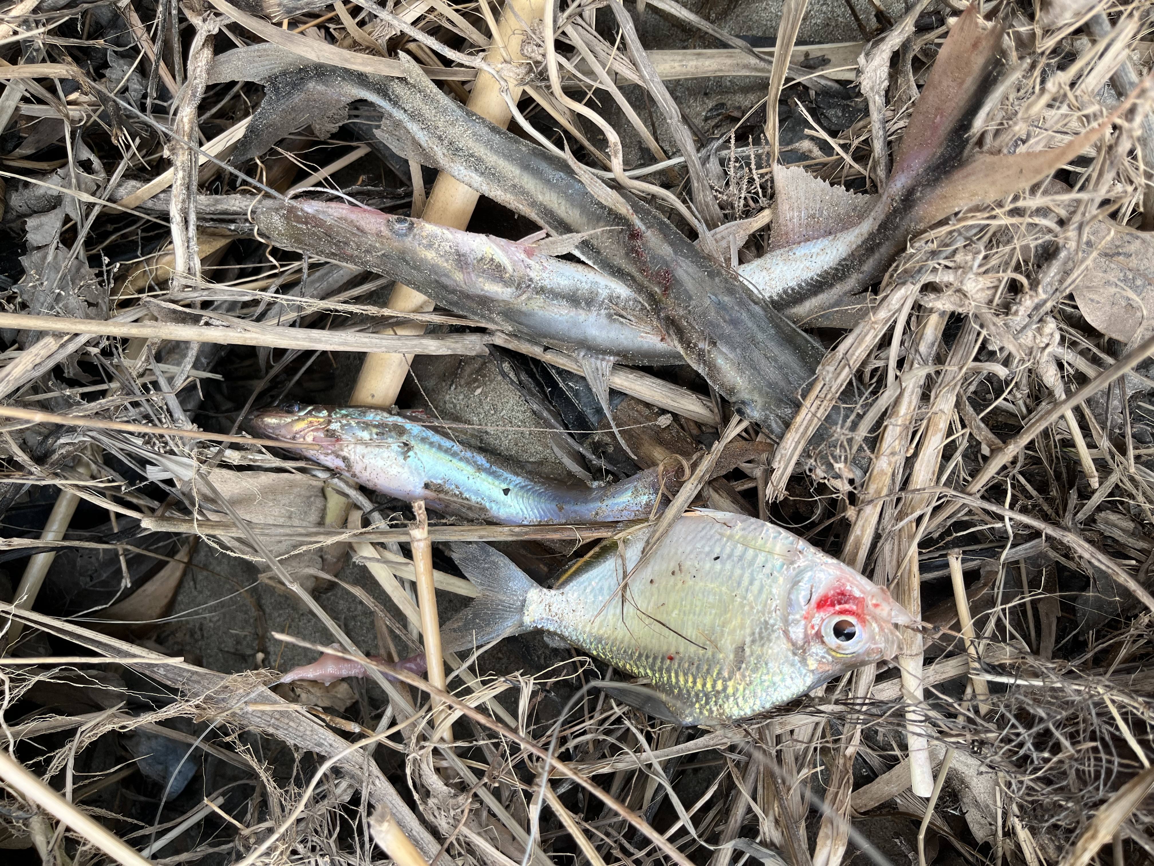 Isla productiva de 4 hectarias en medio del rio huallaga - Imagen 6