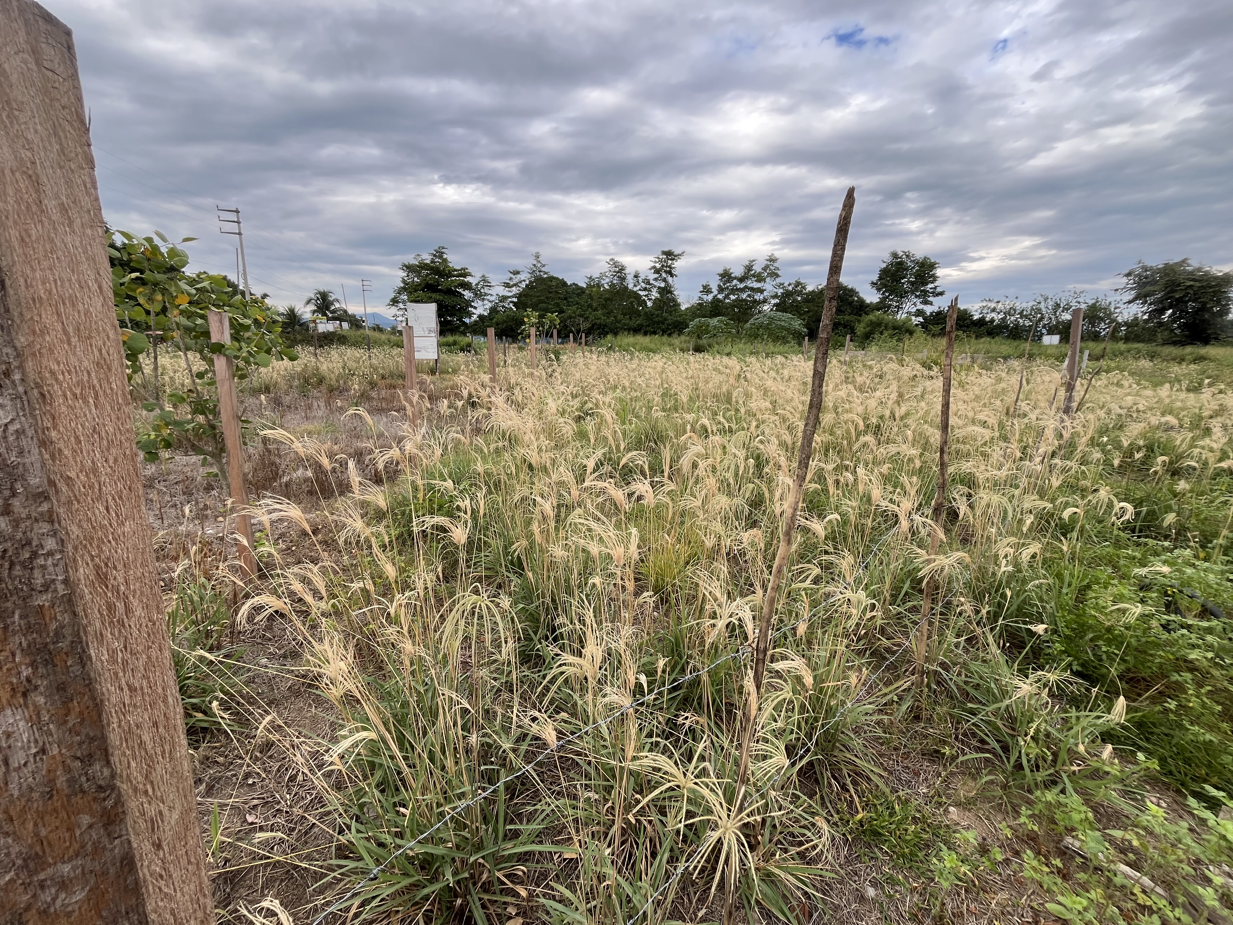 Terreno perfecto para negocio, zona en crecimiento. - Imagen 3