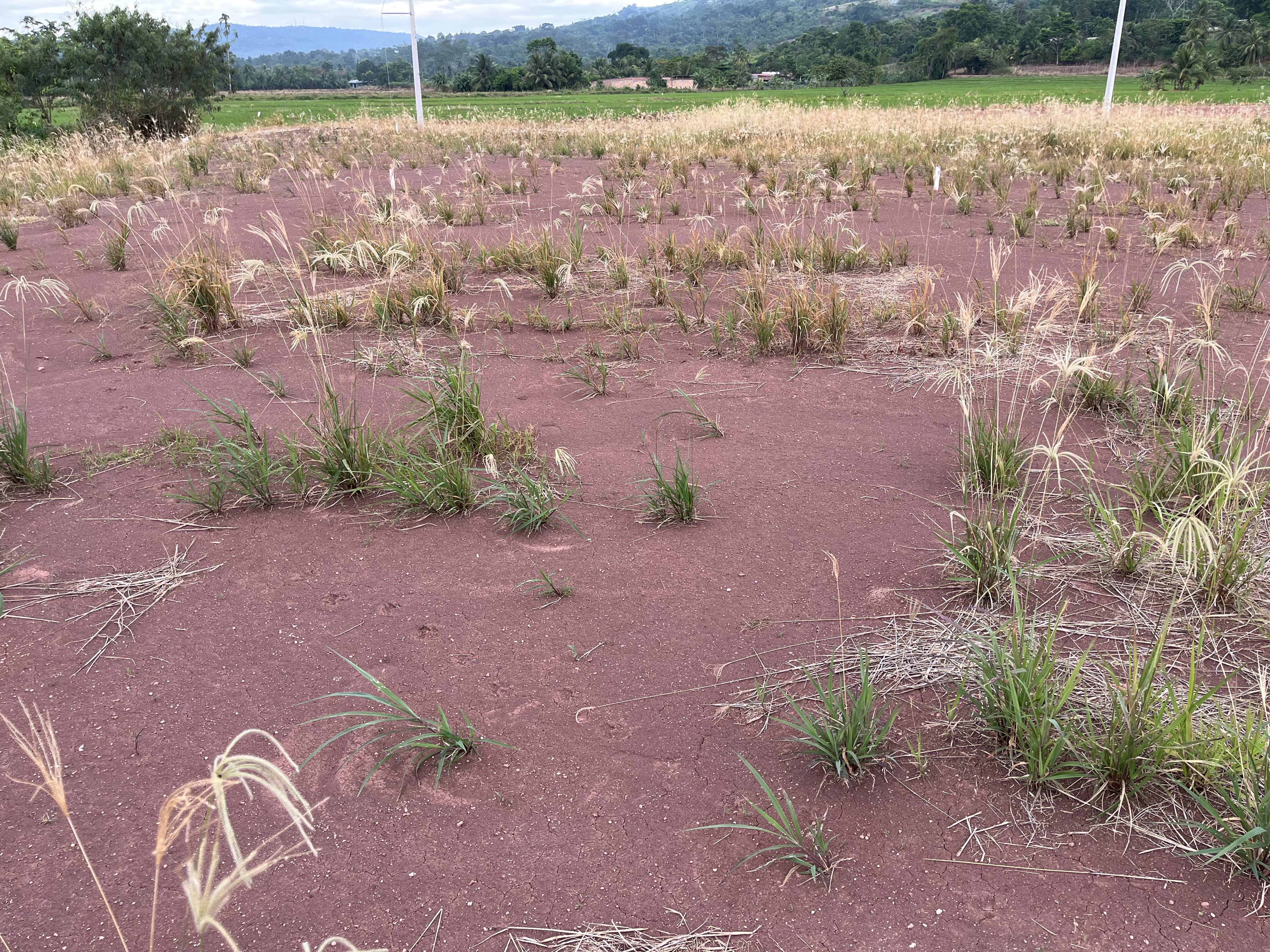 Terreno de 8x25 con 200m² ideal para alquiler. - Imagen 3