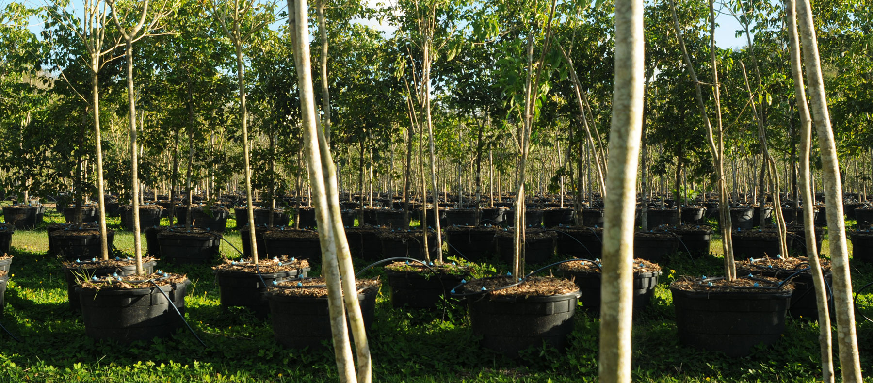 Zyanya Costa Alegre Nursery