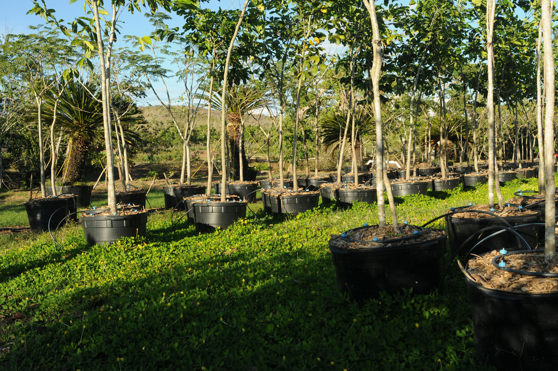 Zyanya Costa Alegre Nursery