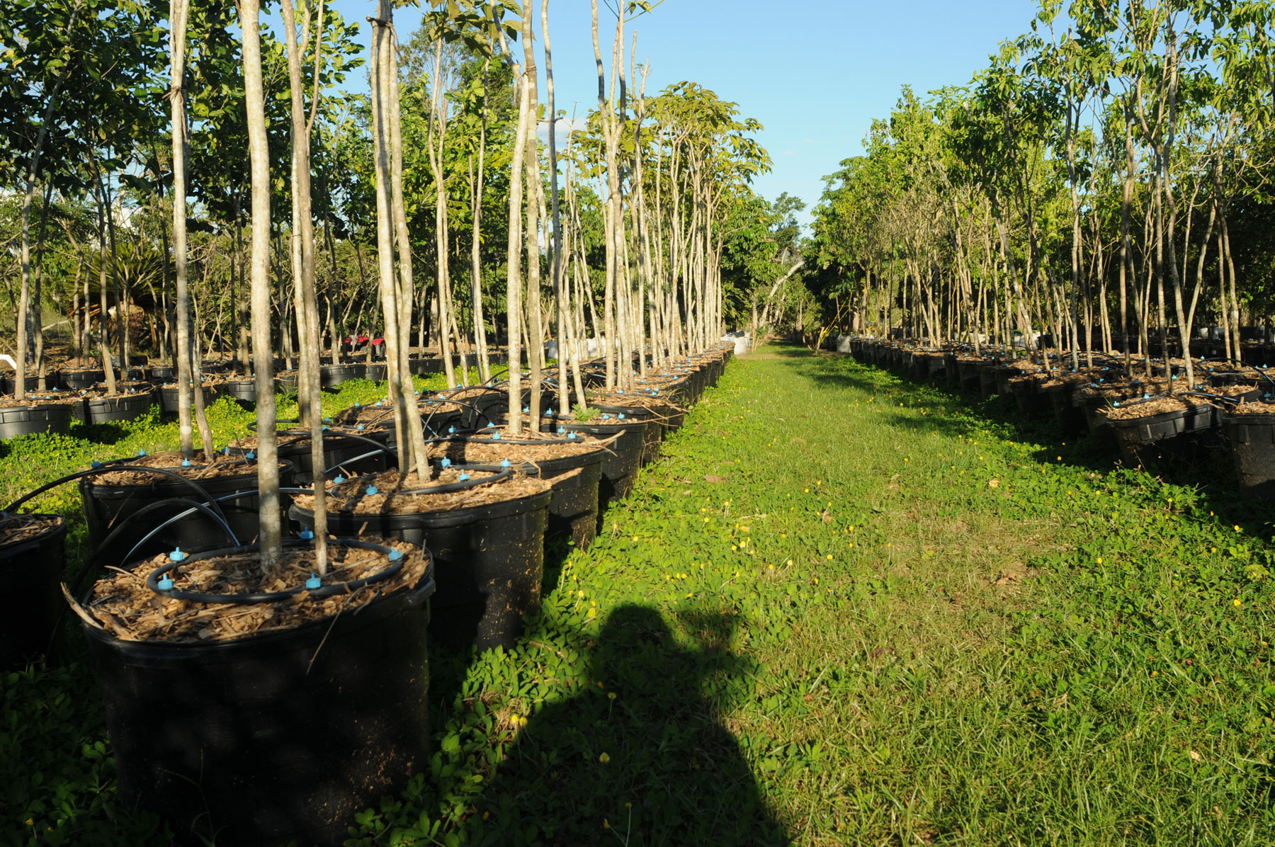 Zyanya Costa Alegre Nursery