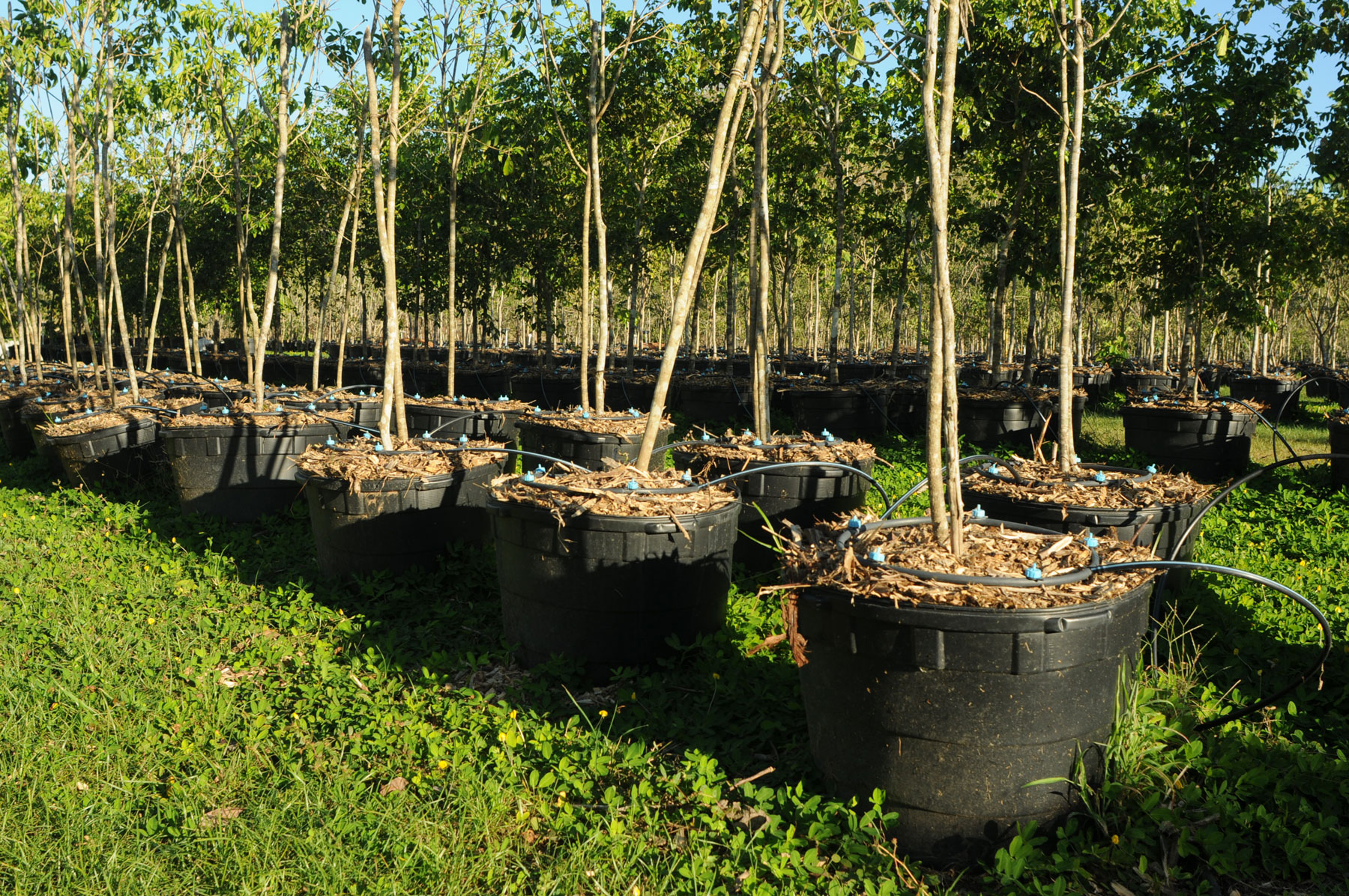 Zyanya Costa Alegre Nursery