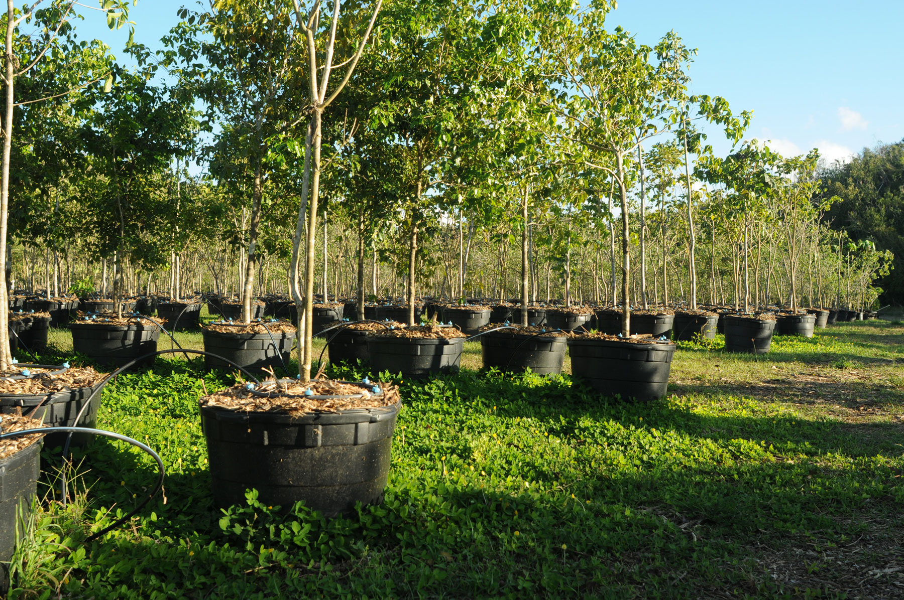 Zyanya Costa Alegre Nursery
