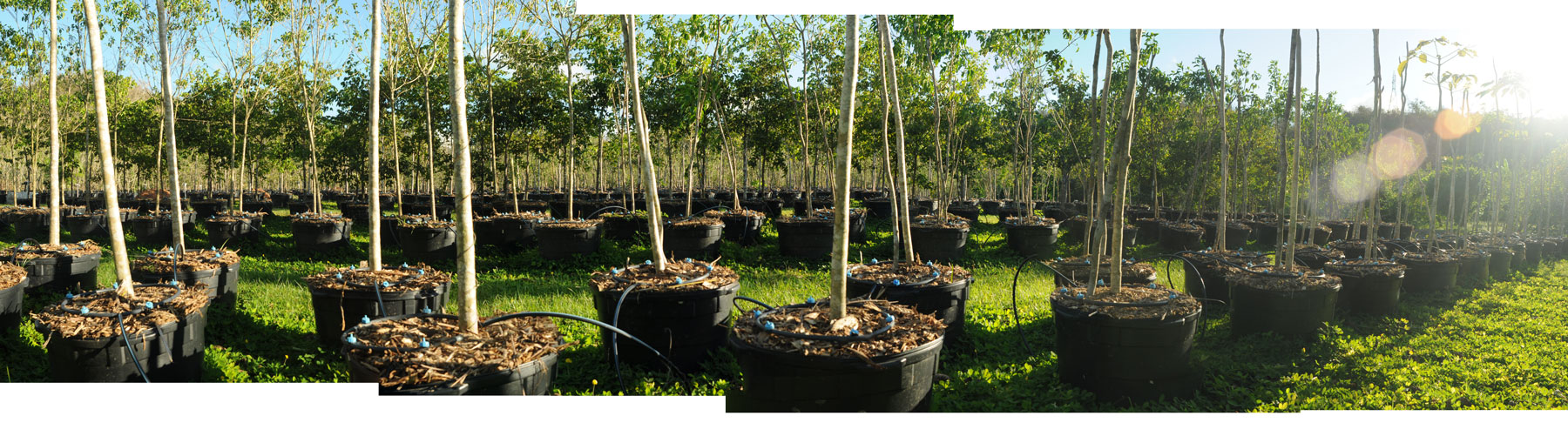 Zyanya Costa Alegre Nursery
