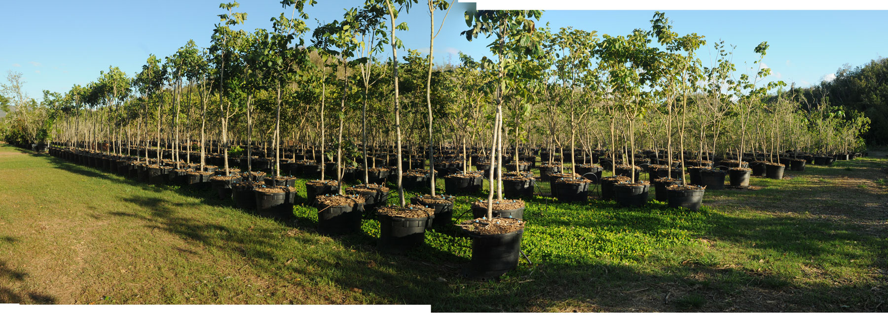 Zyanya Costa Alegre Nursery