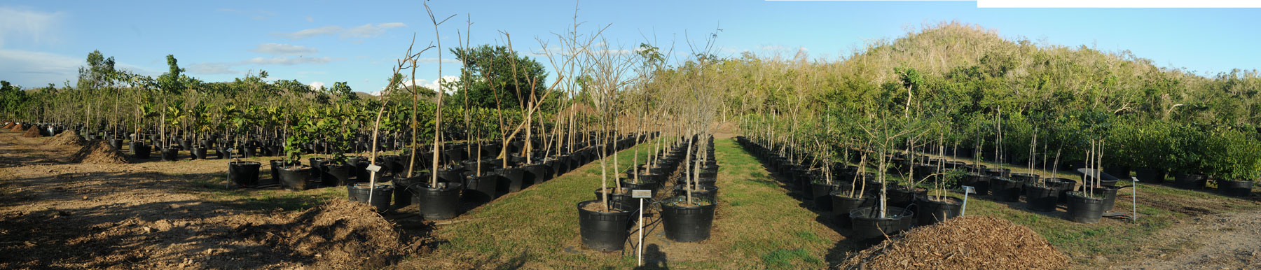 Zyanya Costa Alegre Nursery