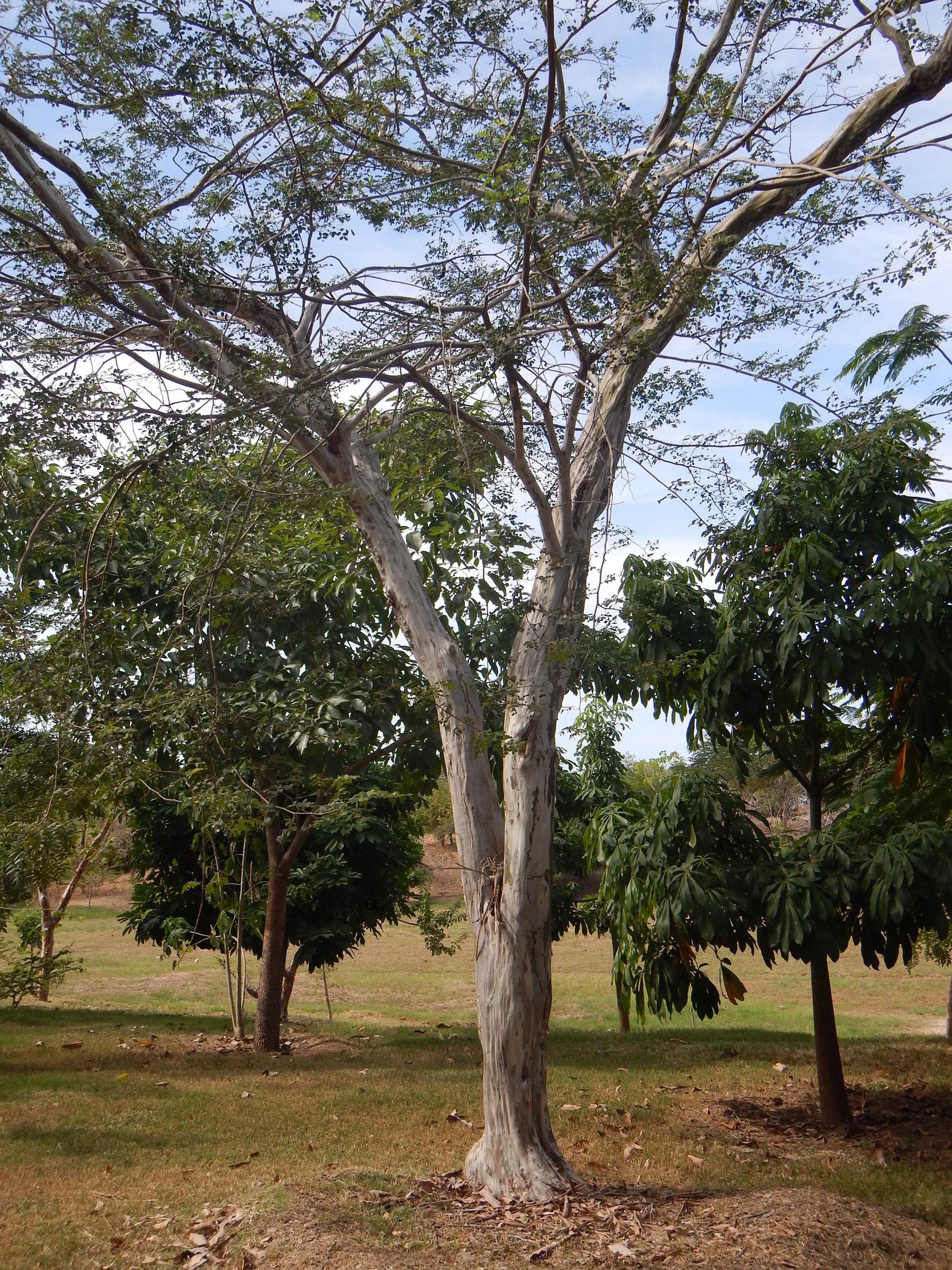 Zyanya Costa Alegre Botanical Park