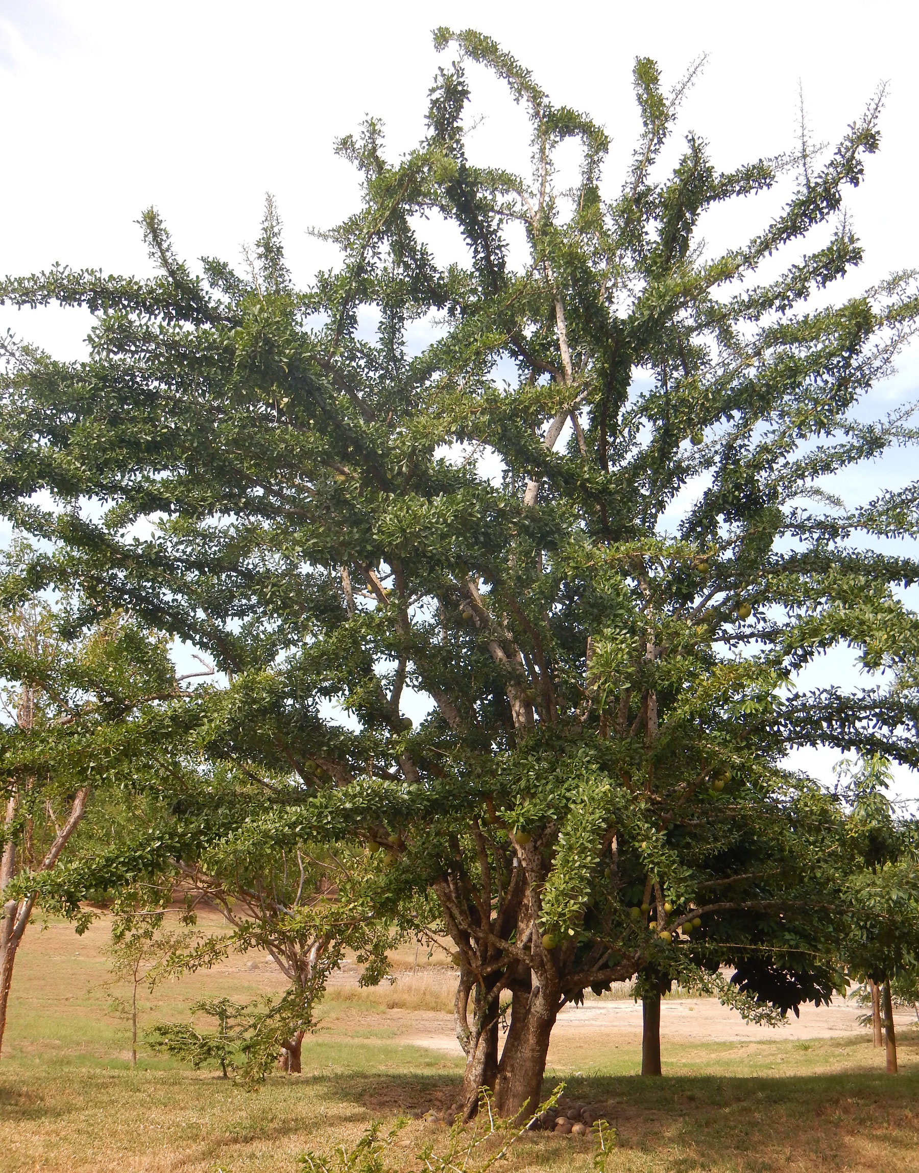 Zyanya Costa Alegre Botanical Park