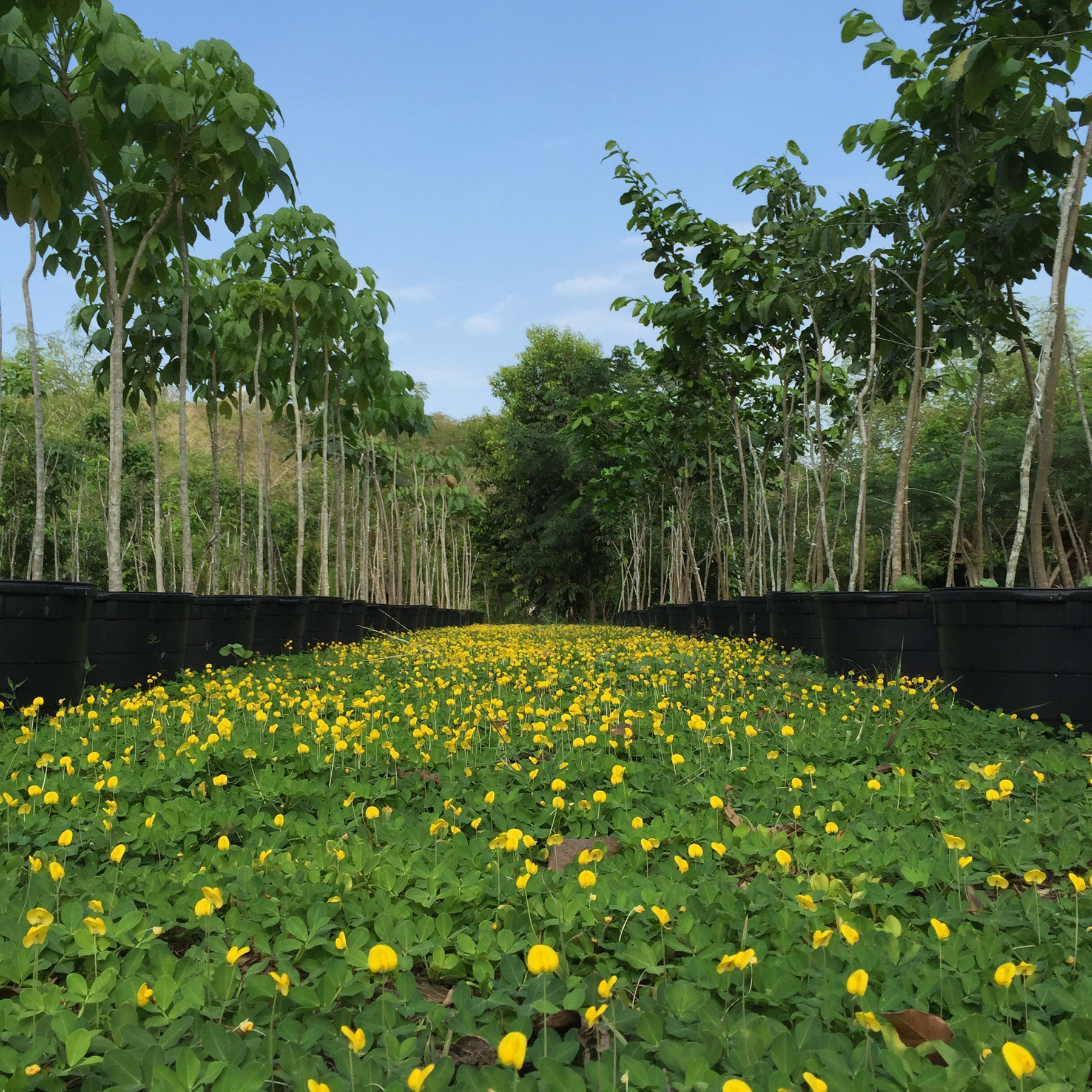 Zyanya Costa Alegre Nursery
